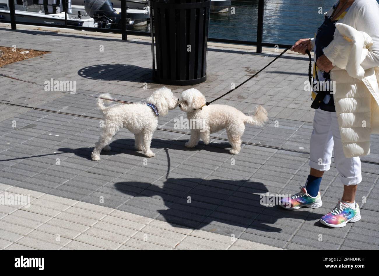 Zwei Hunde begrüßen sich gegenseitig in Marina Del Rey, Kalifornien, USA. Stockfoto