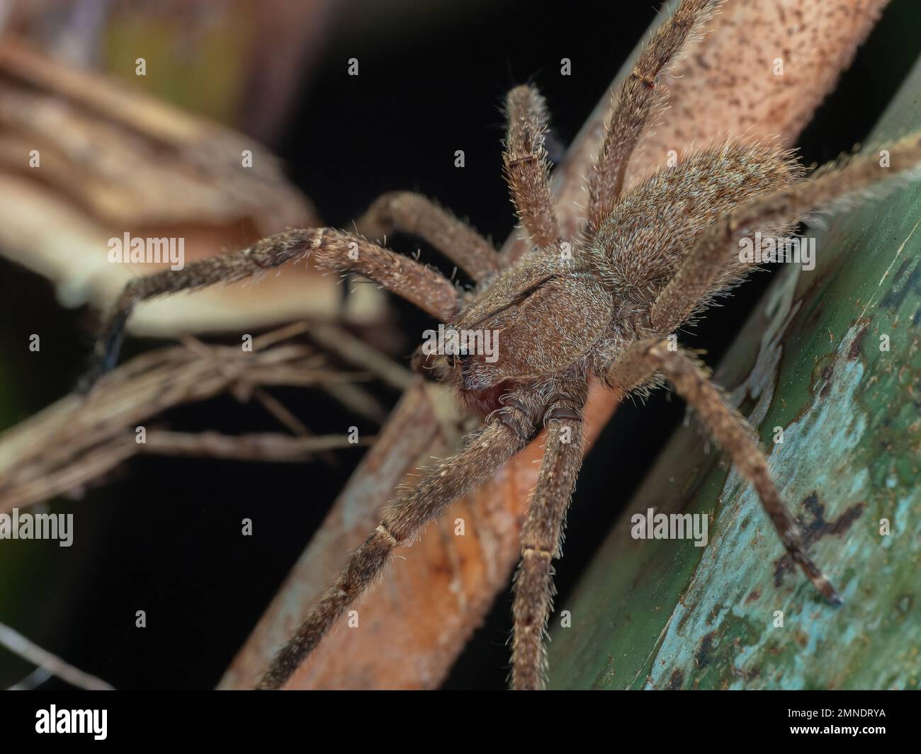 Detaillierte Makrofotografie einer brasilianischen Wanderspinne (Phoneutria, aranha armadeira), auch bekannt als Bananenspinne, in einem natürlichen Lebensraum. Stockfoto