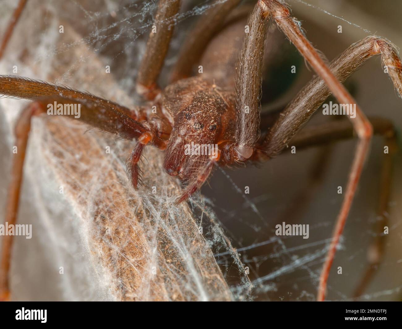 Details einer braunen Einsiedlerspinne (Loxosceles), gefährliche Arachnid, auch bekannt als aranha Marrom Stockfoto