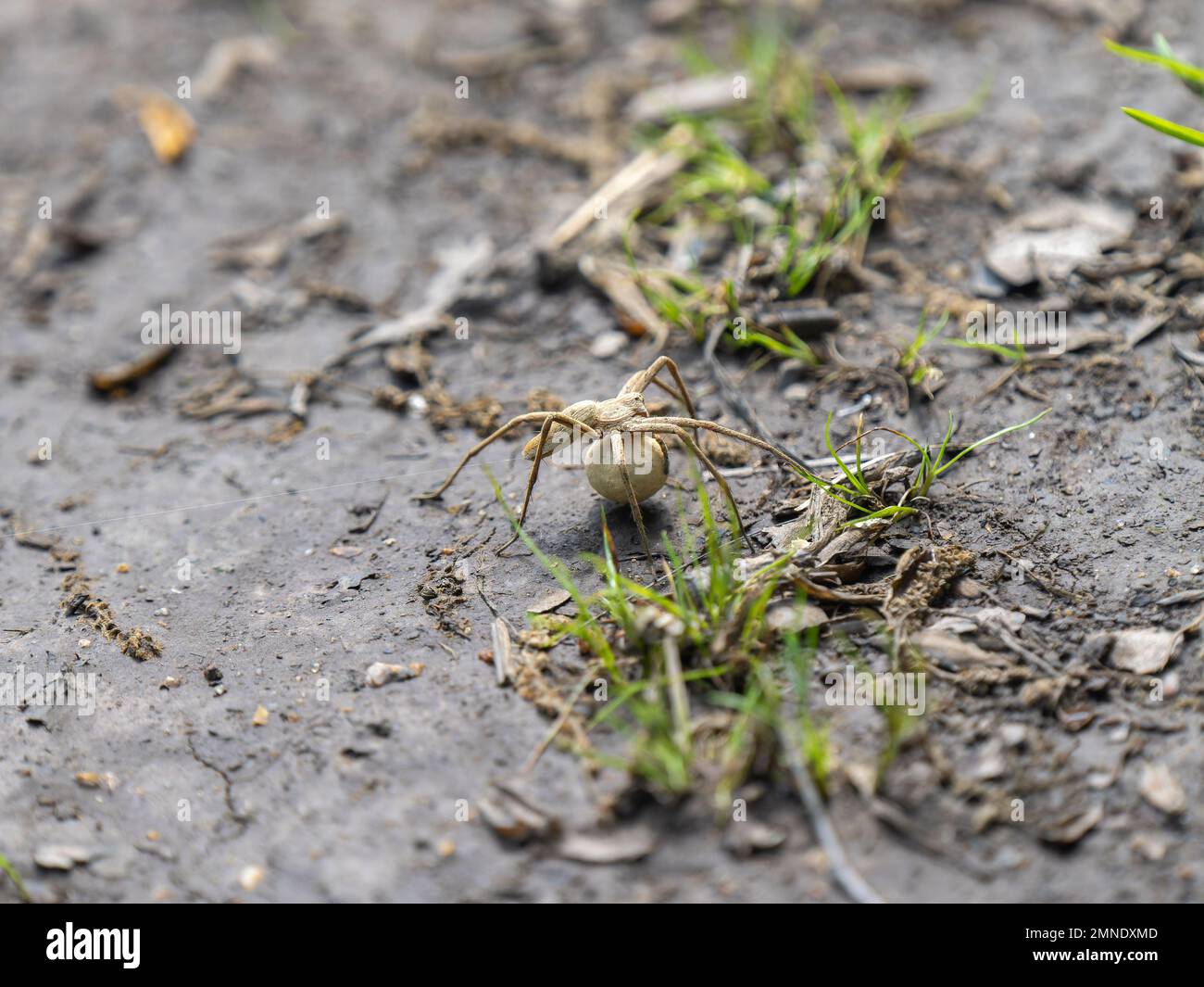 Nursery Web Spider trägt einen Eiersack Stockfoto
