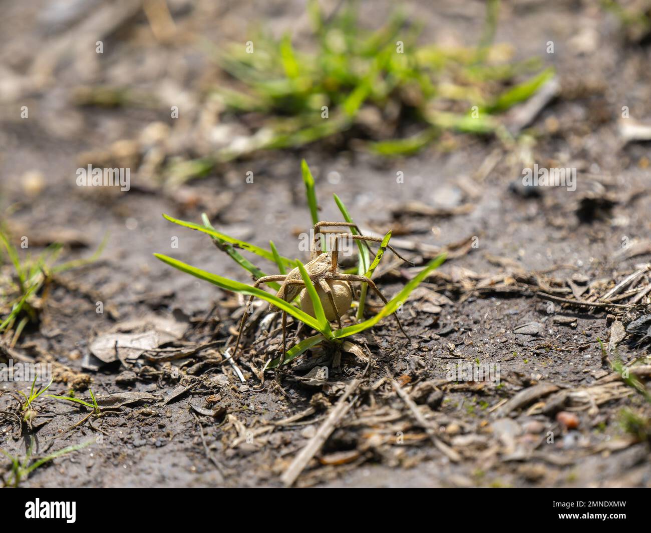 Nursery Web Spider trägt einen Eiersack Stockfoto