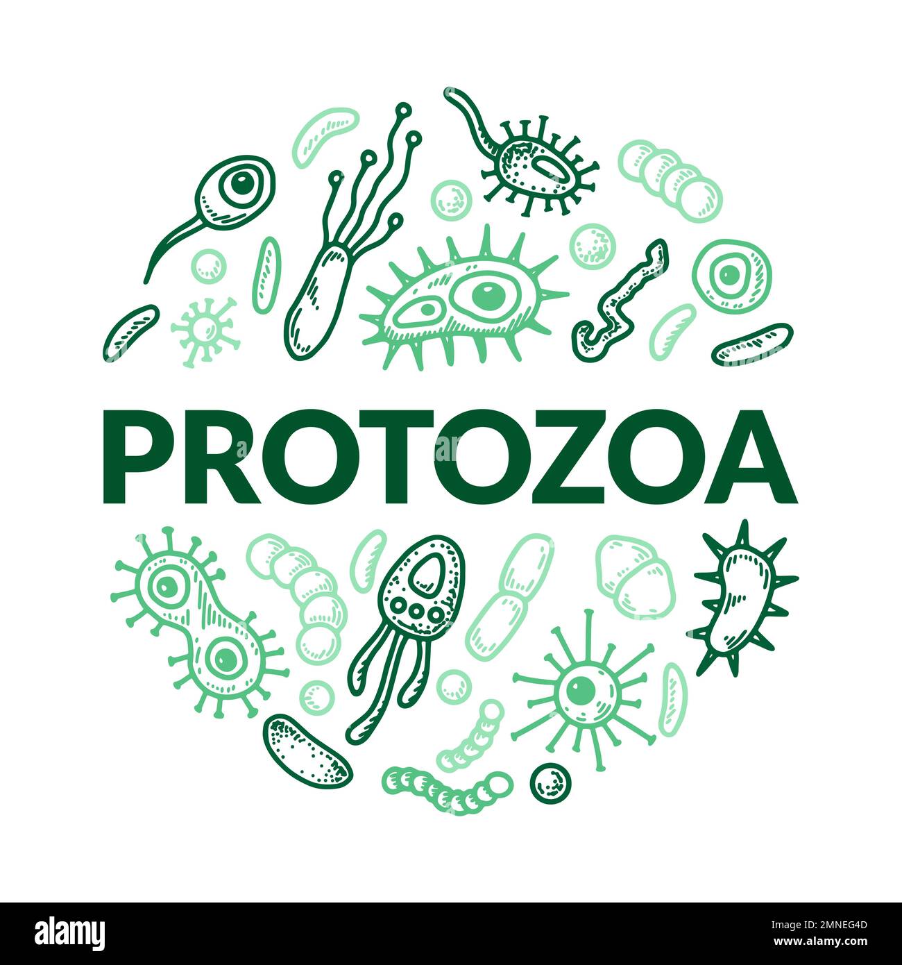 Mikroskopische Einzelluläre Organismen. Wissenschaftlich-biologische Vektordarstellung im Skizzenstil Stock Vektor