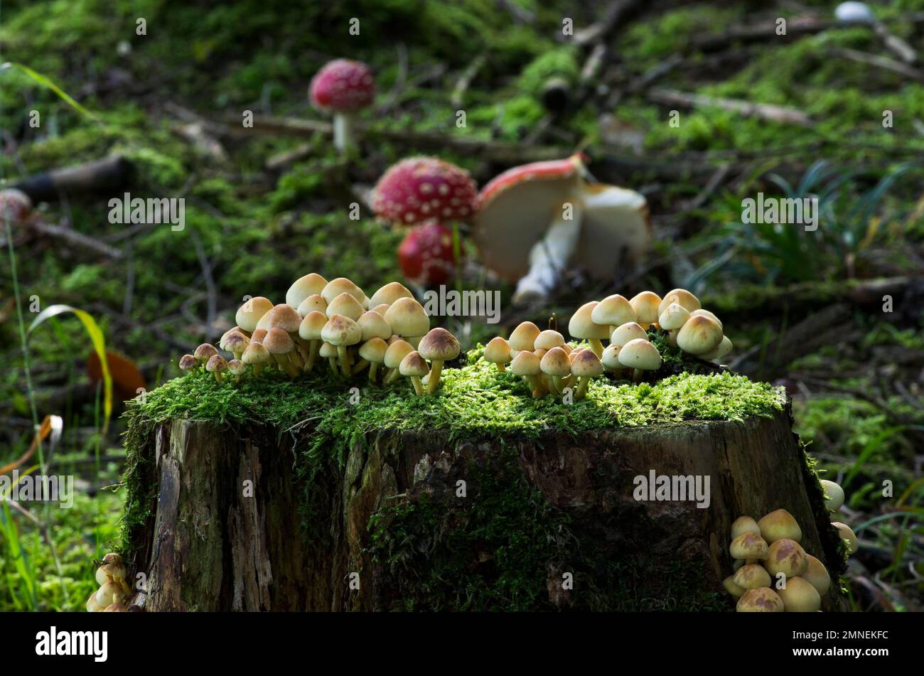 Schwefelkopf (Hypholoma) auf Baumstumpf, Departement Haut-Rhin, Elsass, Frankreich Stockfoto