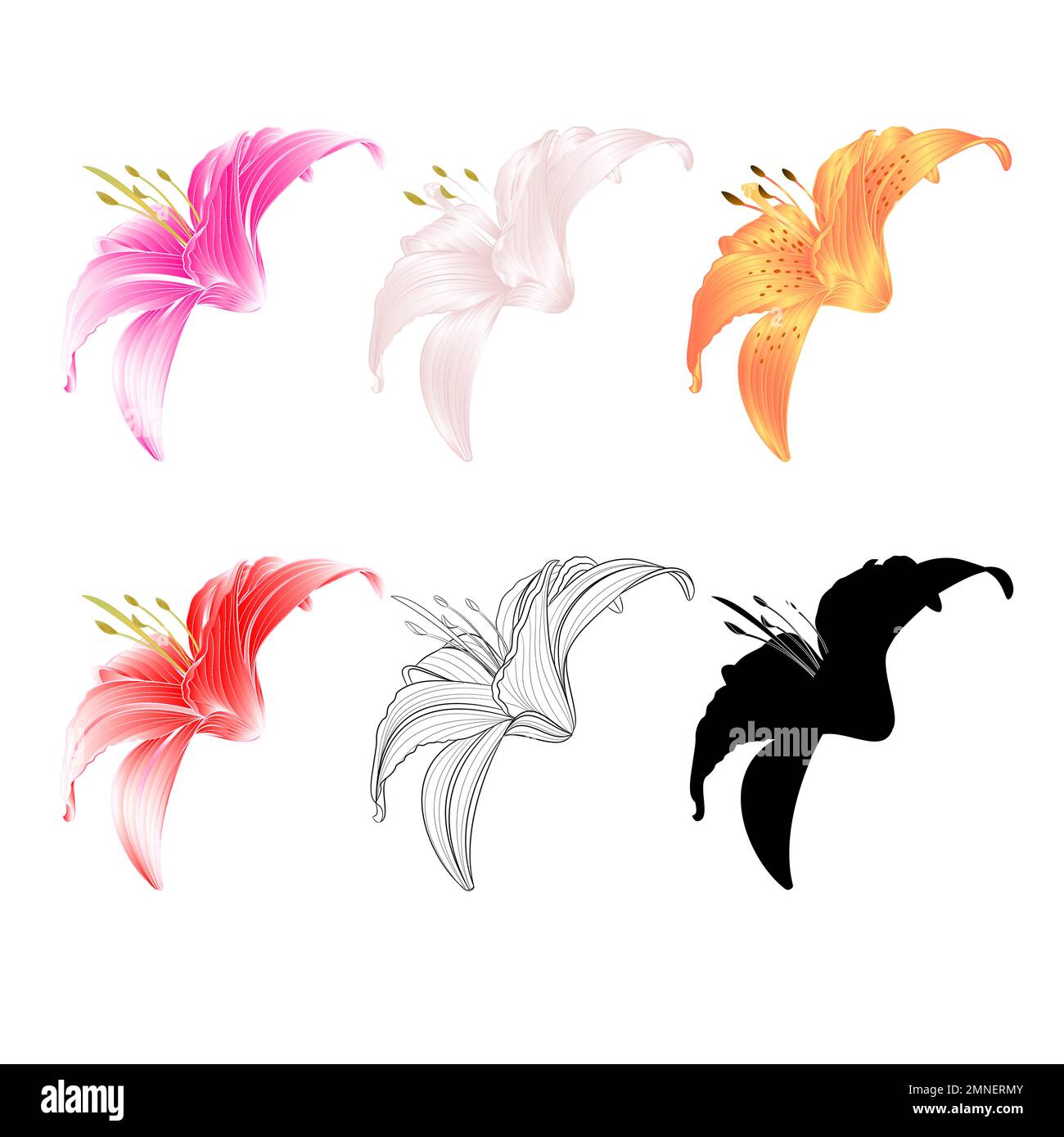Lilienblüte dritter rosa gelber roter Umriss und Silhouette Lilium candidum auf weißem Hintergrund Vintage-Vektor-Illustration editierbare Handzeichnung Stock Vektor