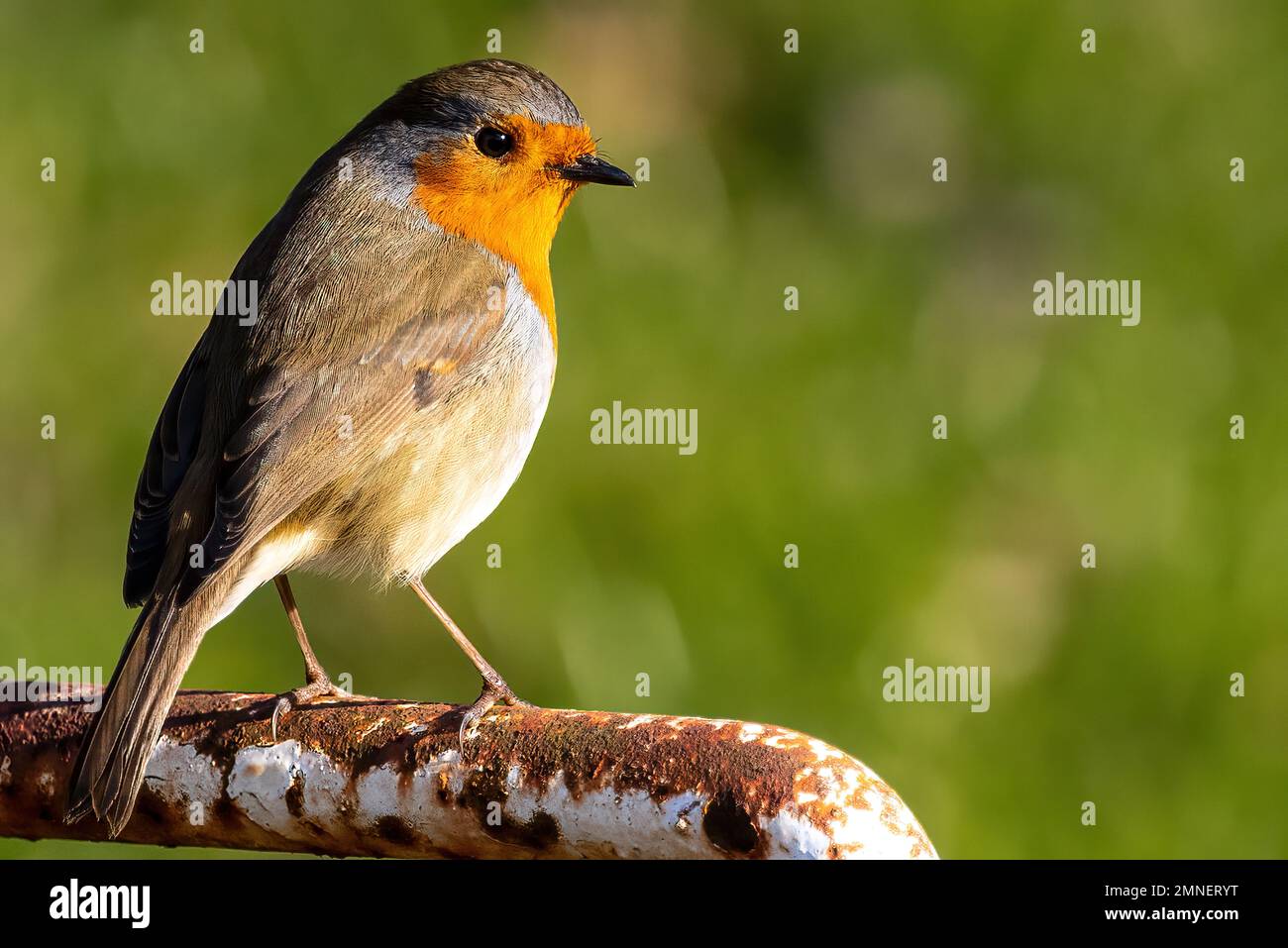 Porträt einer Robin Red Breast, die frech für die Kamera posiert Stockfoto