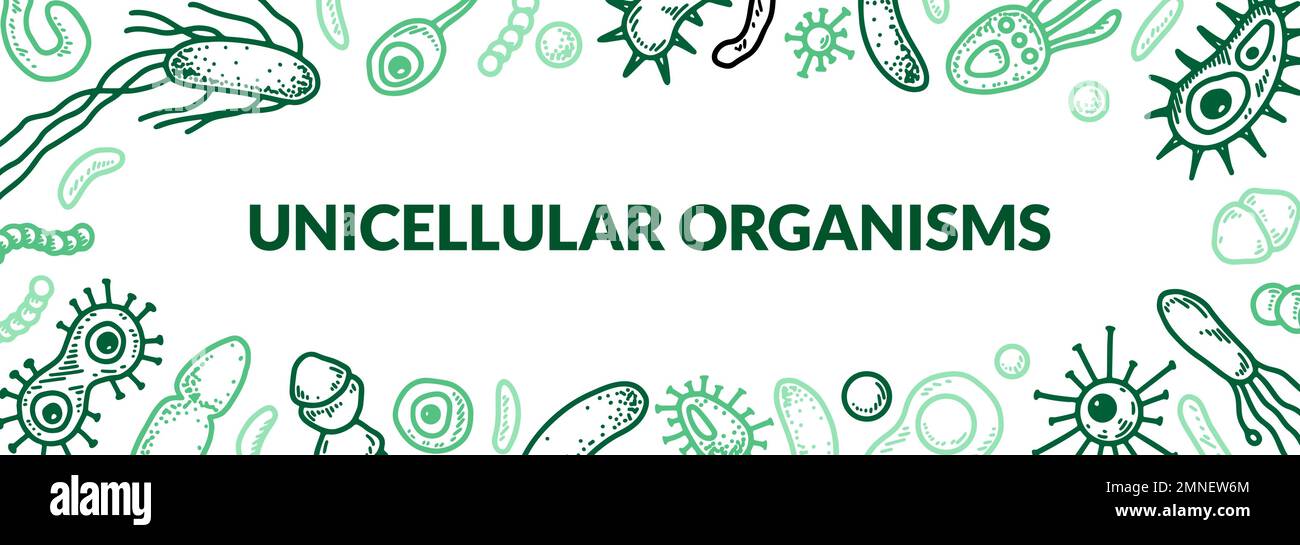Mikroskopische Einzelluläre Organismen. Wissenschaftlich-biologische Vektordarstellung im Skizzenstil Stock Vektor