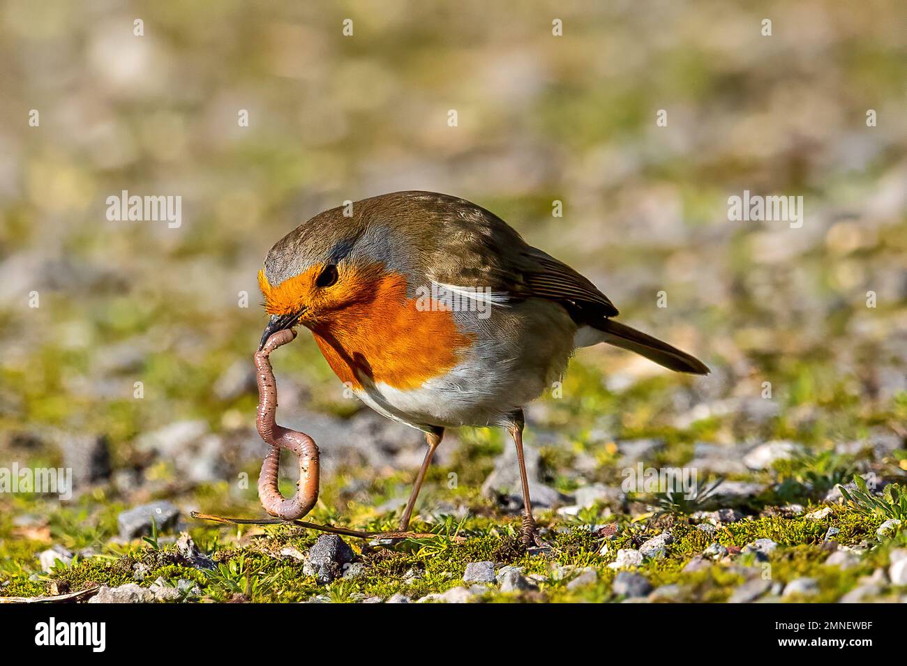 Ein Rotkehlchen bekommt seinen Wurm und frisst sich, um die schönen und brutalen Seiten der Natur zu zeigen Stockfoto