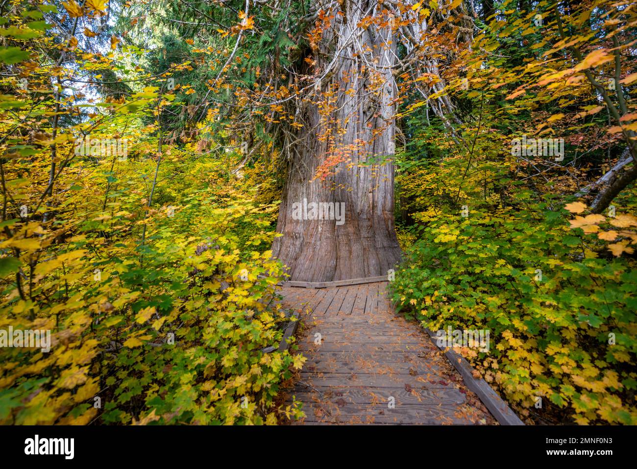 Dicker Giant Life Tree im Herbstwald, Wald mit westlicher roter Zedernholz (Thuja gigantea), Grove of the Patriarchs Trail, Mount Rainier National Park Stockfoto