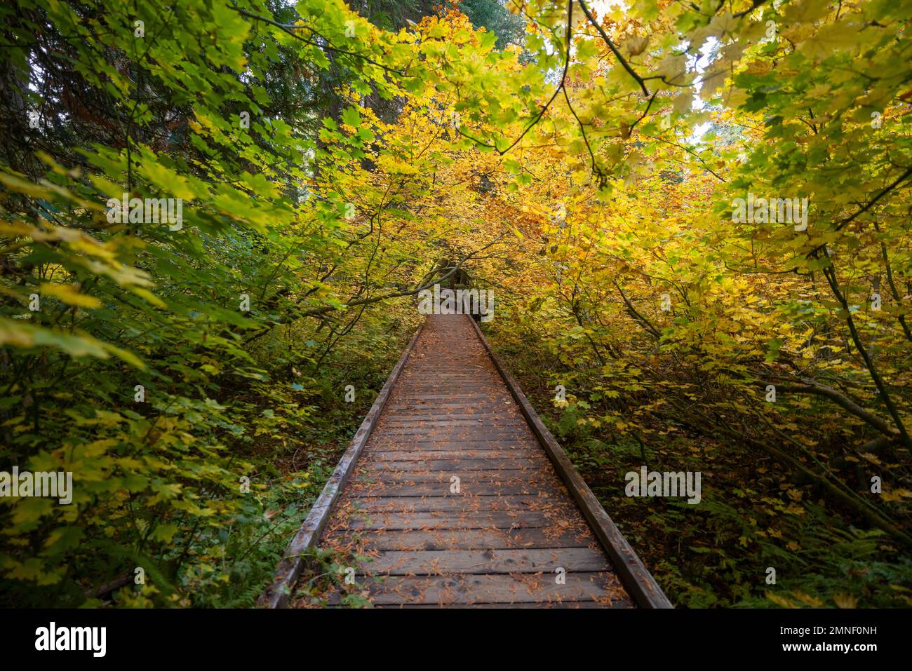 Holzweg im Herbstwald, Grove of the Patriarchs Trail, Mount Rainier National Park, Washington, USA Stockfoto