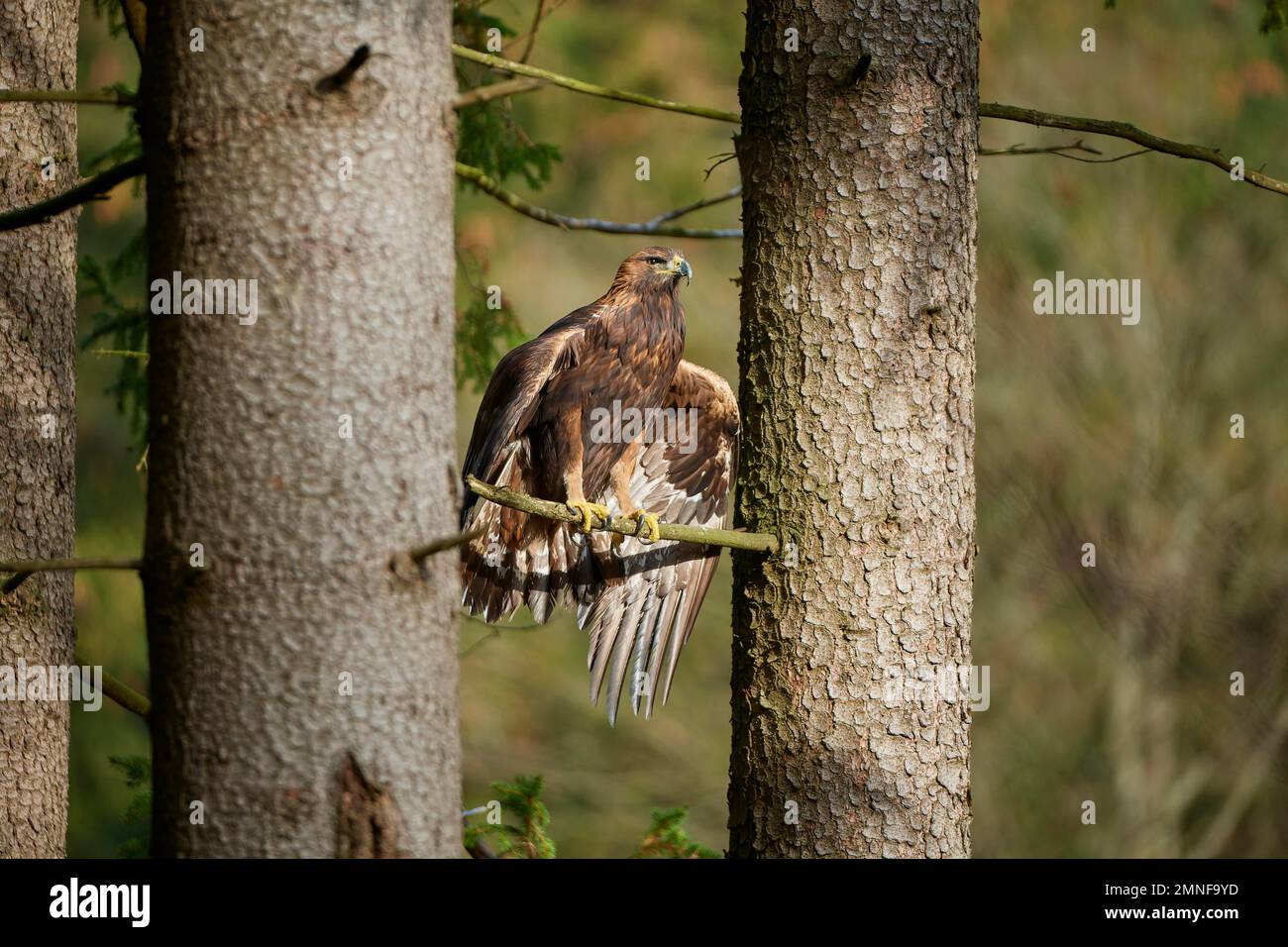 Goldadler (Aquila chrysaetos), Erwachsener, sitzt mit offenen Flügeln auf einem Ast im Nadelwald Stockfoto