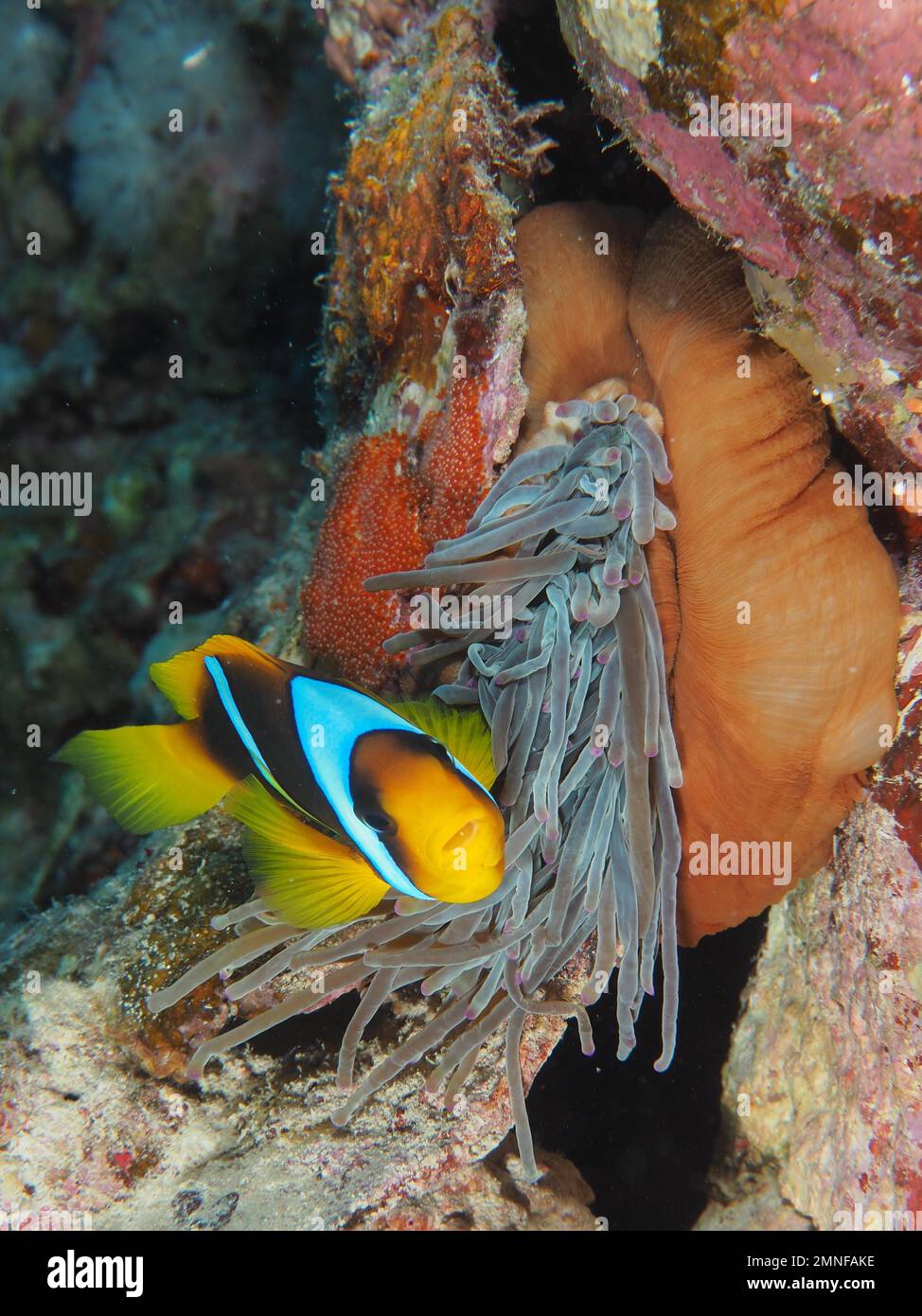 Ein roter Clownfisch (Amphiprion bicinctus) in seiner Pracht-Anemone (Heteractis Magna), Daedalus Reef Tauchplatz, Ägypten, Red SeaDive Site House Stockfoto