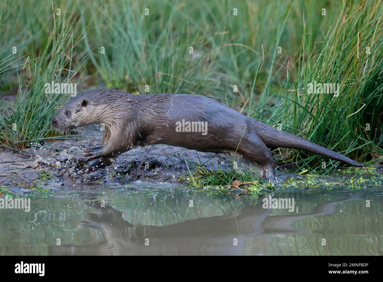Europäischer Otter (Lutra lutra), Jungtier, der am Ufer eines Teichs läuft, gefangen Stockfoto