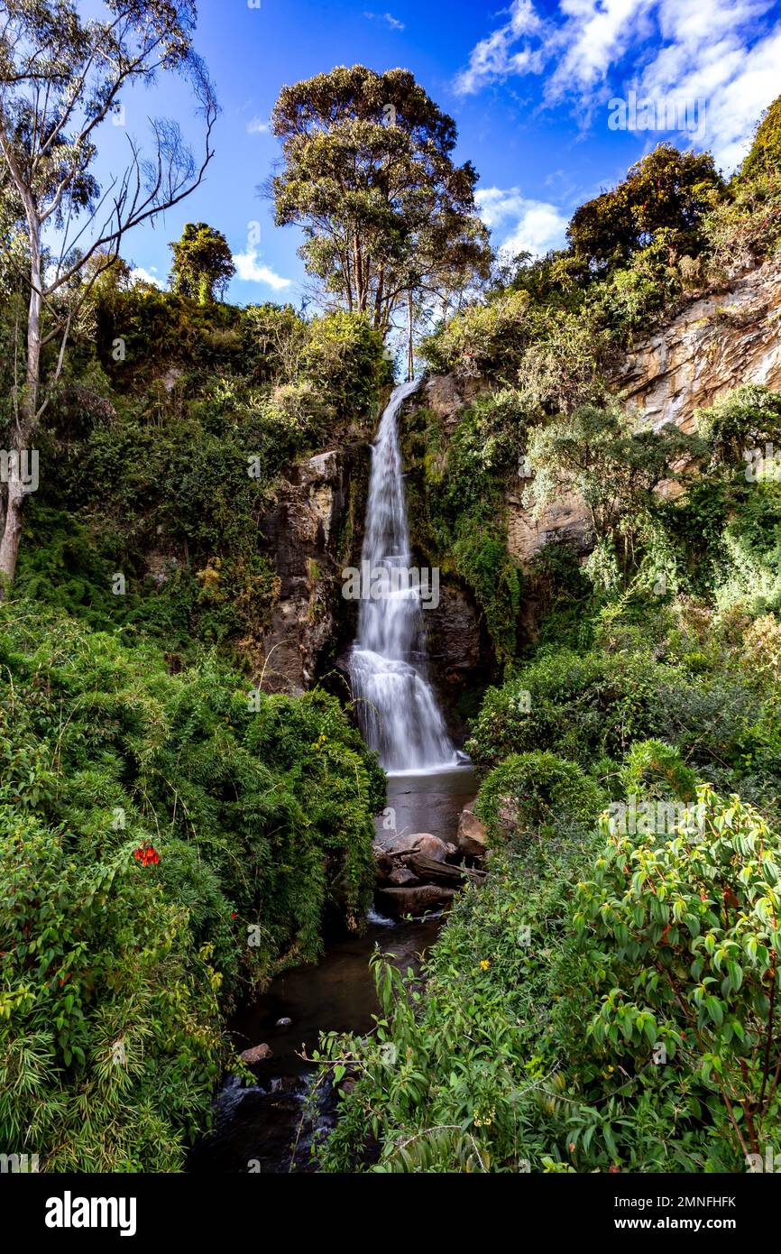 Paluz-Wasserfall in der Umgebung der Stadt San Gabriel, Provinz Carchi, wunderschöner Wasserfall inmitten der Andenvegetation Stockfoto