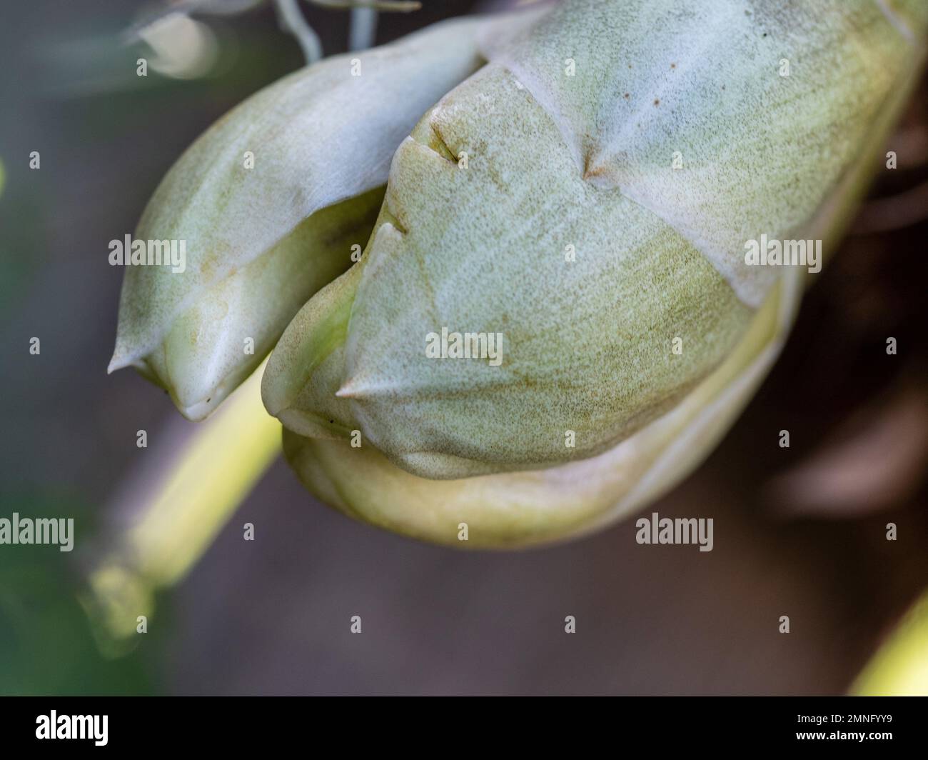 Kopfüber stehende Orchideenblume, mehrere Knospen, die sich öffnen, Stanhopea Nigroviolacea, die in einem Topf in einem australischen subtropischen Küstengarten hängen Stockfoto