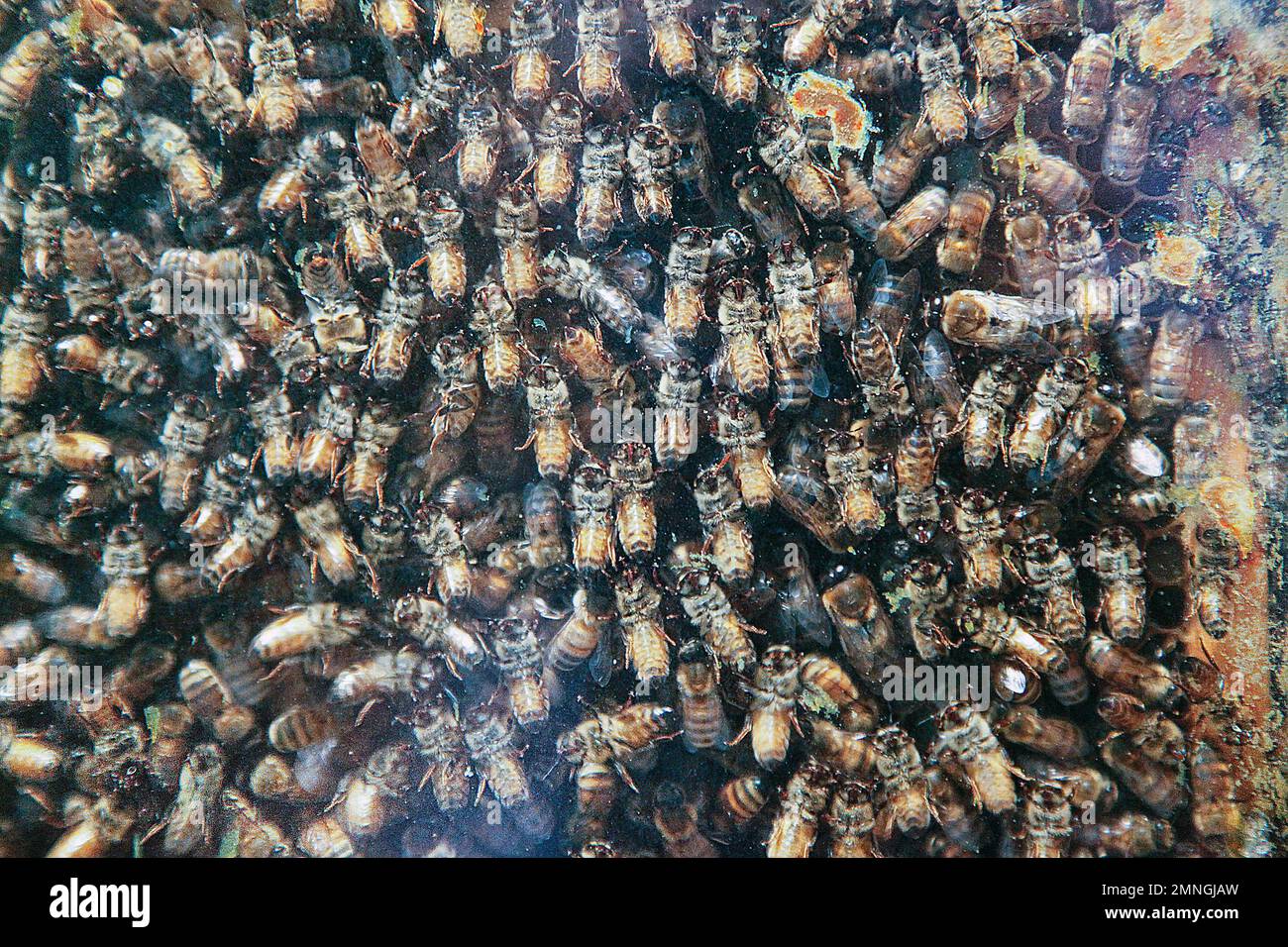 Honig-Bienen Stockfoto