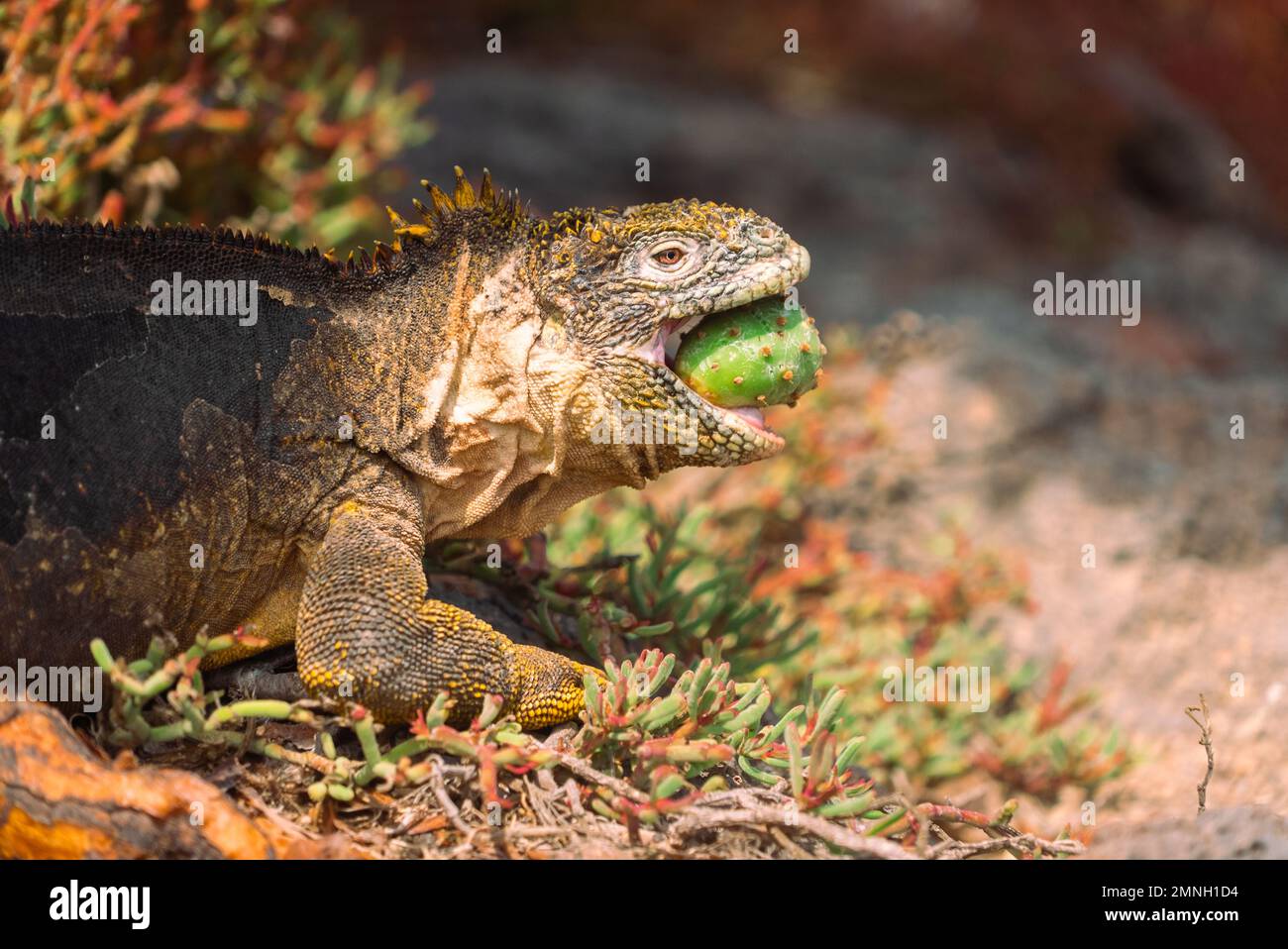 Galapagos Land Iguana schluckt einen Kaktus Stockfoto