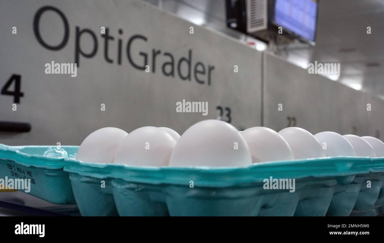 Innerhalb der USA Department of Agriculture, Agricultural Marketing Service, Grading Facility für Geflügel und Eier in Athen, GA, am 21. September 2022. Stockfoto