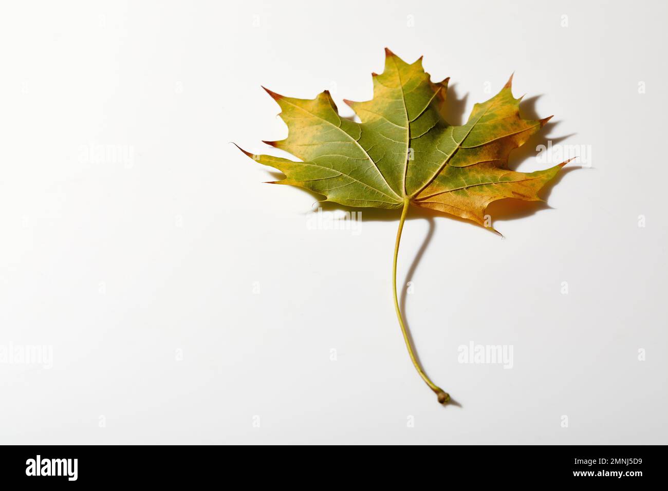 Maple Leaf in herbstlichen Farben Stockfoto