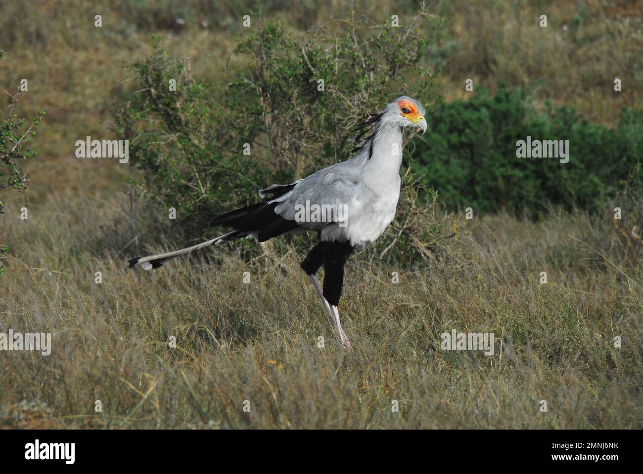Nahaufnahme eines seltenen wilden Secretarybird, ein seltsamer großer Greifvogel mit kranartigen Beinen. Erschossen während einer Safari in Südafrika. Stockfoto