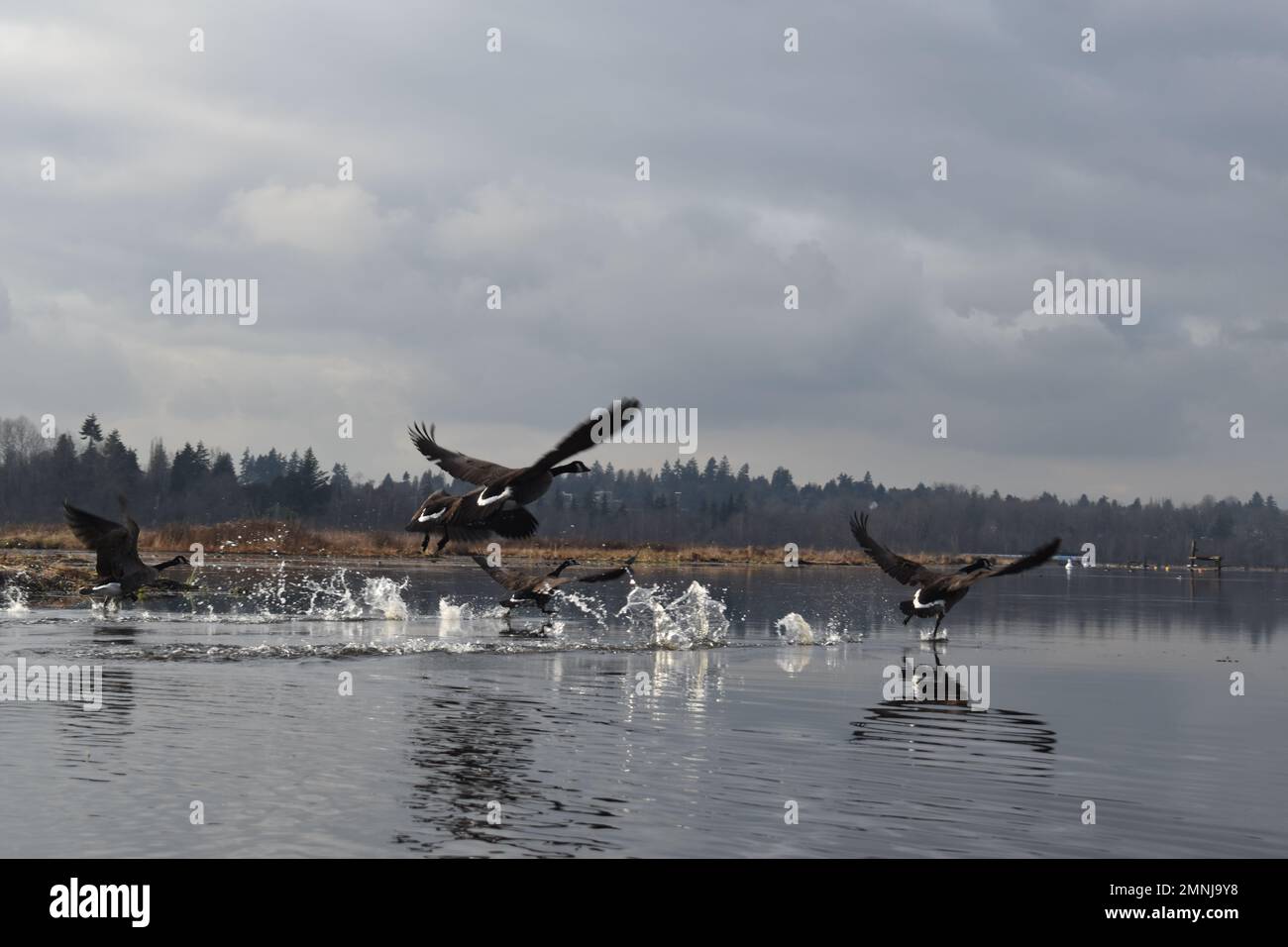 Eine Herde kanadischer Gänse, die vom ruhigen Burnaby Lake abheben. Stockfoto