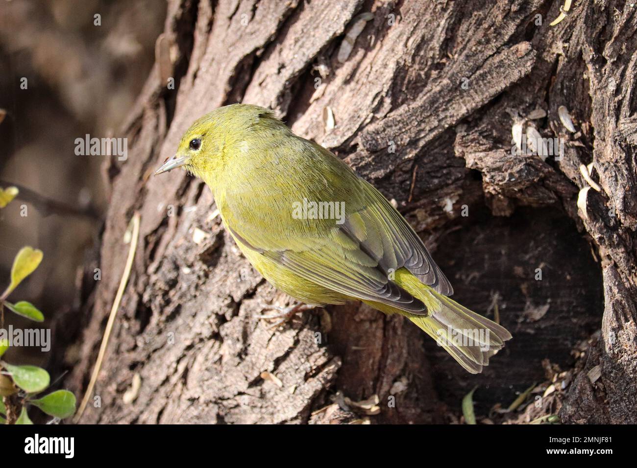 Oreothlypis celata auf der Uferfarm in Arizona. Stockfoto