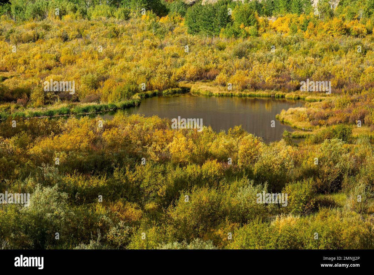 USA, Idaho, Sun Valley, Beaver Ponds im Herbst Stockfoto