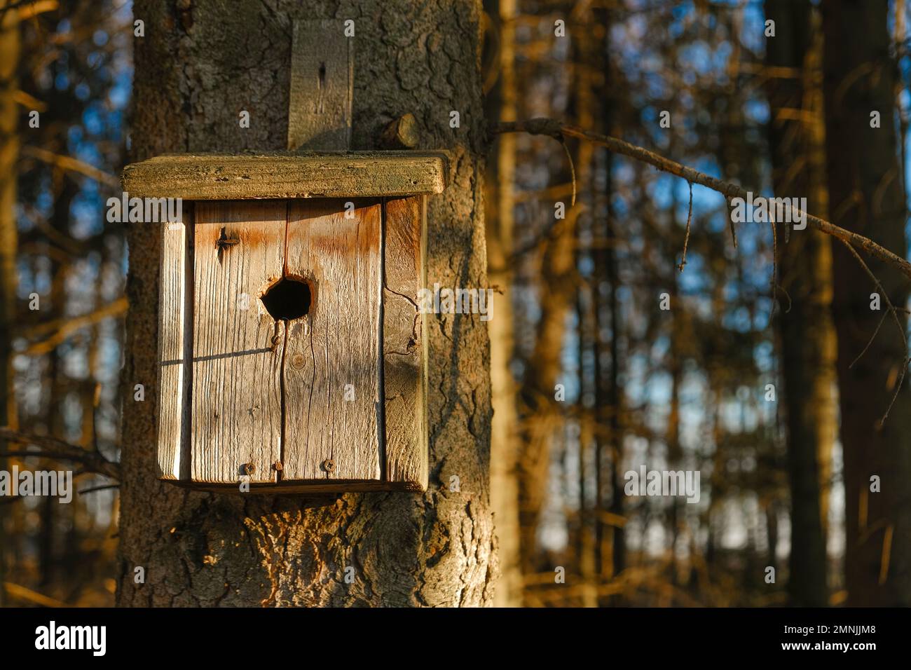 Ein Haus für Vögel. Altes Vogelhaus aus Holz auf einem Baum in einem sonnigen Park. Vogelpflege Stockfoto
