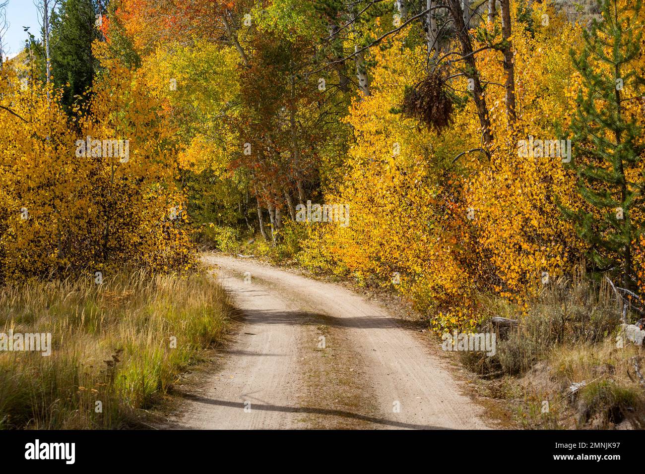 USA, Idaho, Stanley, Schotterstraße im Wald im Herbst Stockfoto