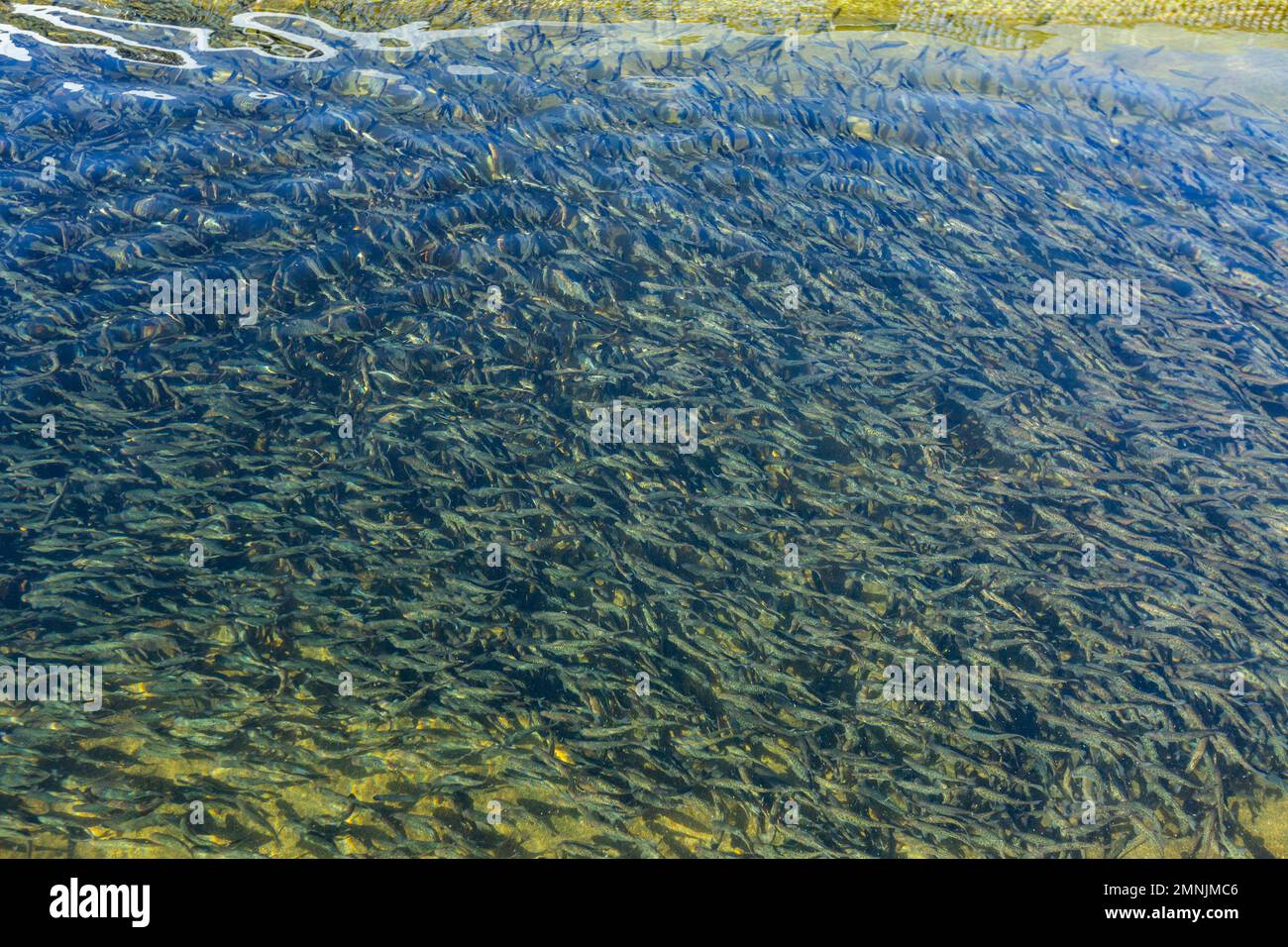 Unreife Forellen im Fischzuchtteich Stockfoto