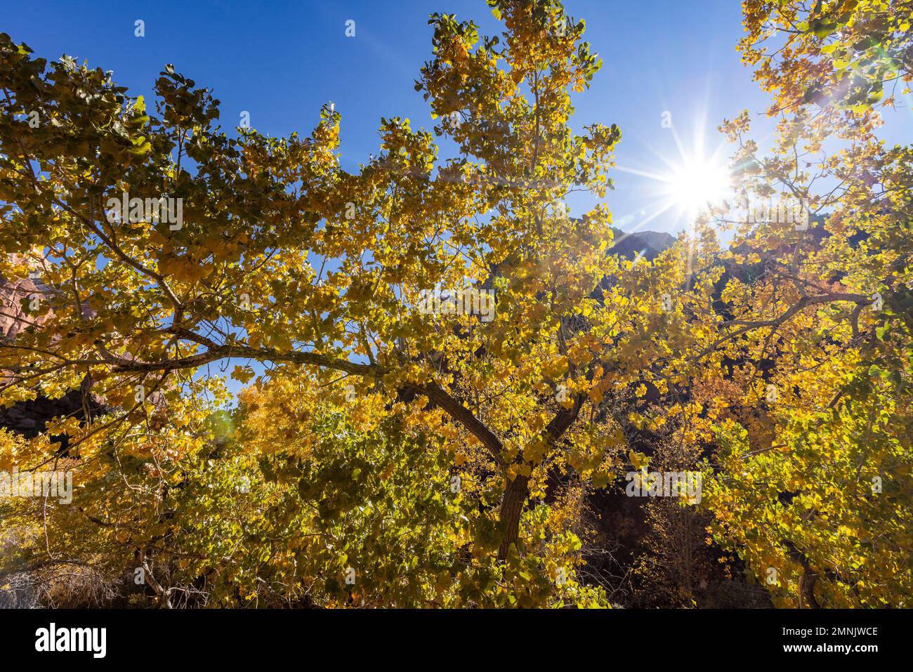 Herbstlaub an sonnigen Tagen im Zion-Nationalpark Stockfoto