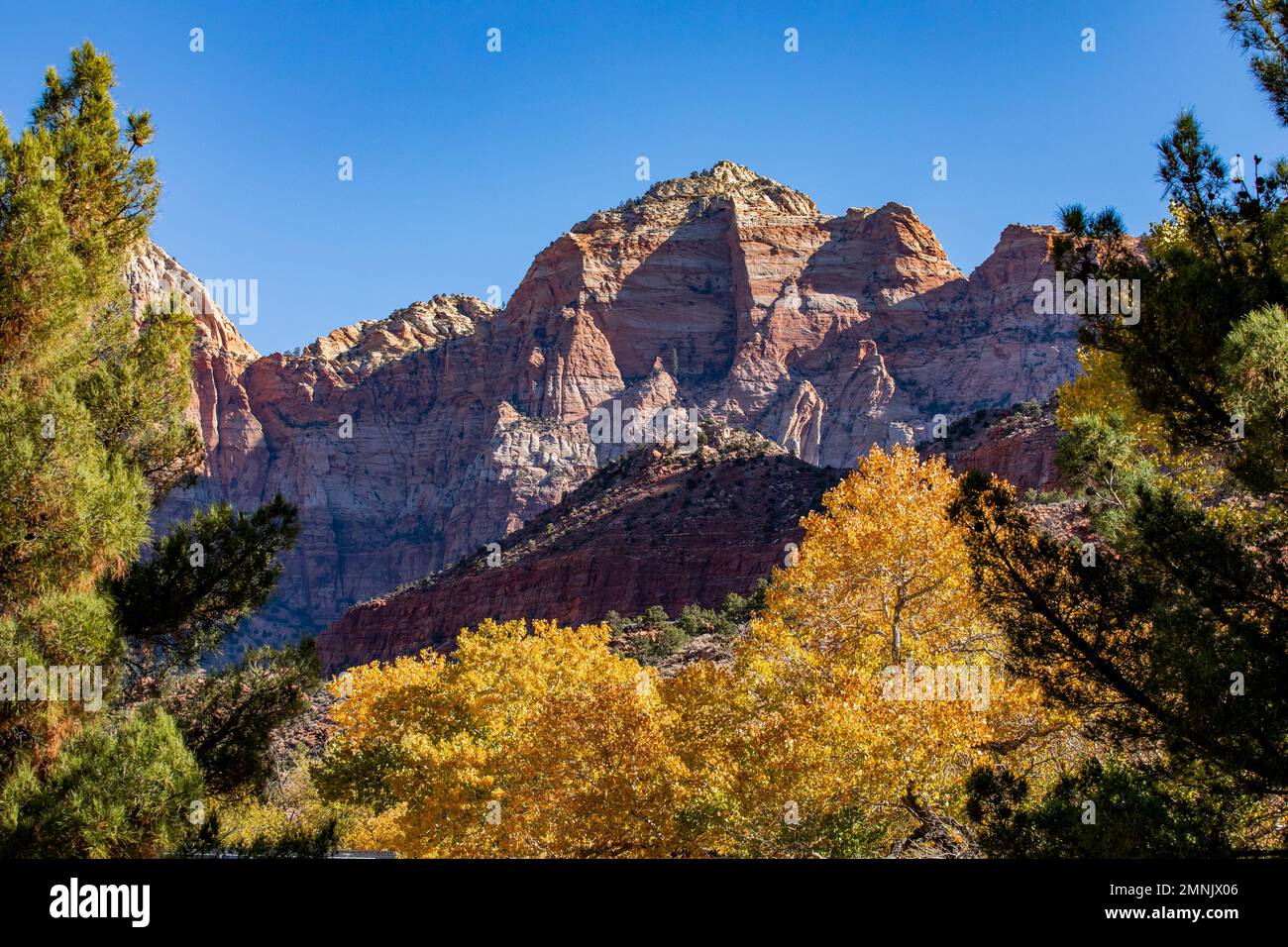USA, Utah, Zion-Nationalpark, Berge und Herbstlaub Stockfoto