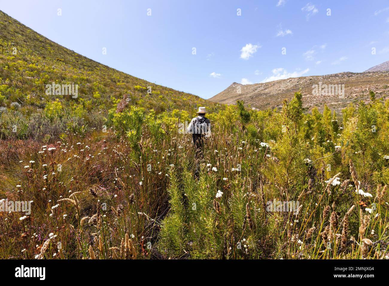 Südafrika, Barrydale, Senior männlicher Wanderer, der zwischen hohen Pflanzen spaziert Stockfoto
