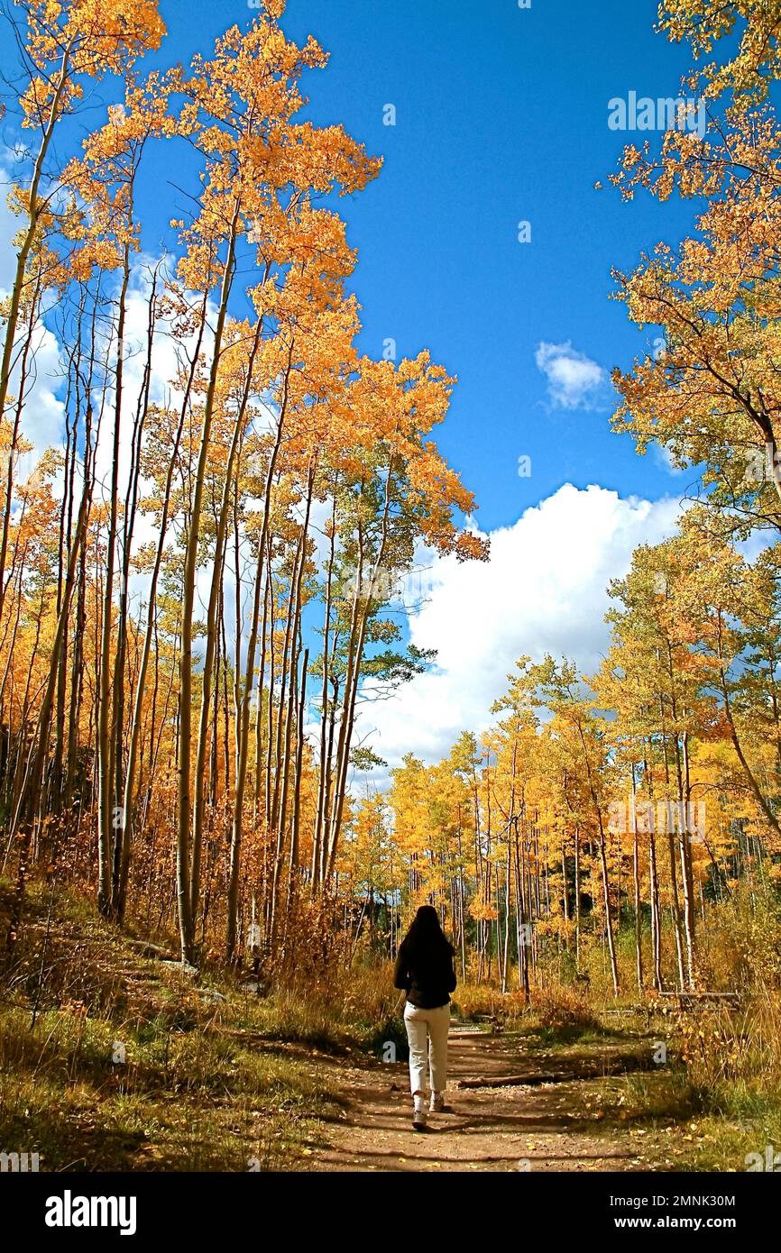 Frau wandert im Herbstwald mit gelben Aspen-Bäumen Stockfoto