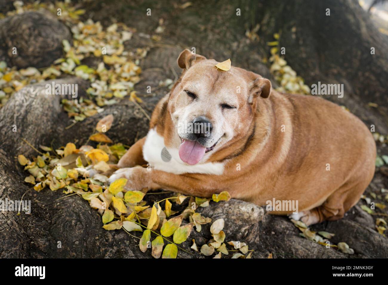Seniorhund ruht in Herbstblättern Stockfoto