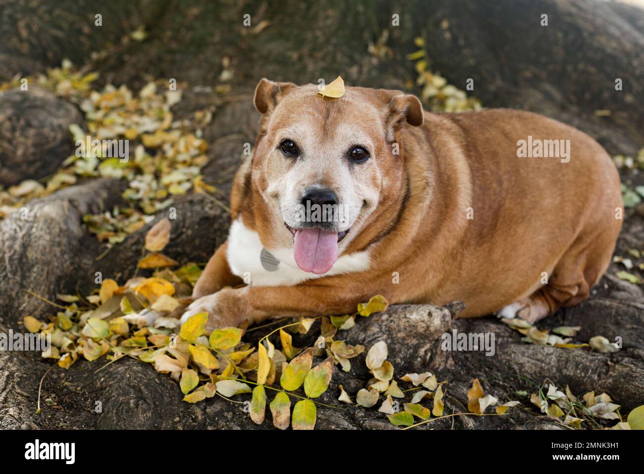 Seniorhund ruht in Herbstblättern Stockfoto