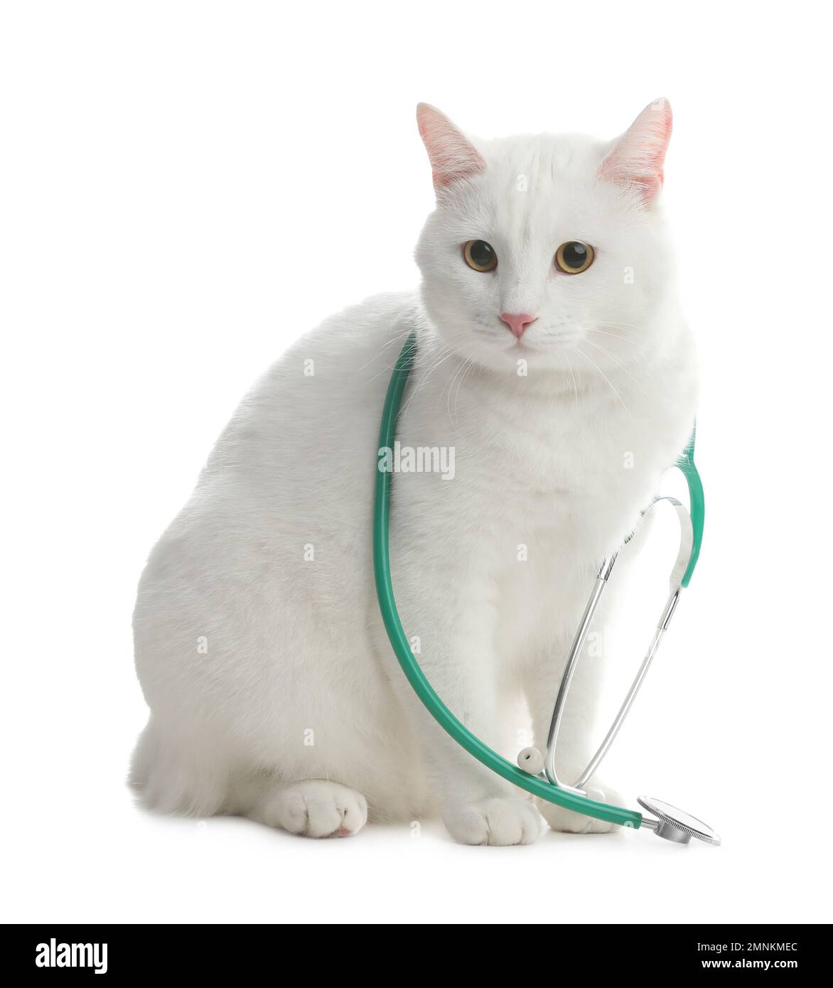 Süße Katze mit Stethoskop als Tierarzt auf weißem Hintergrund Stockfoto