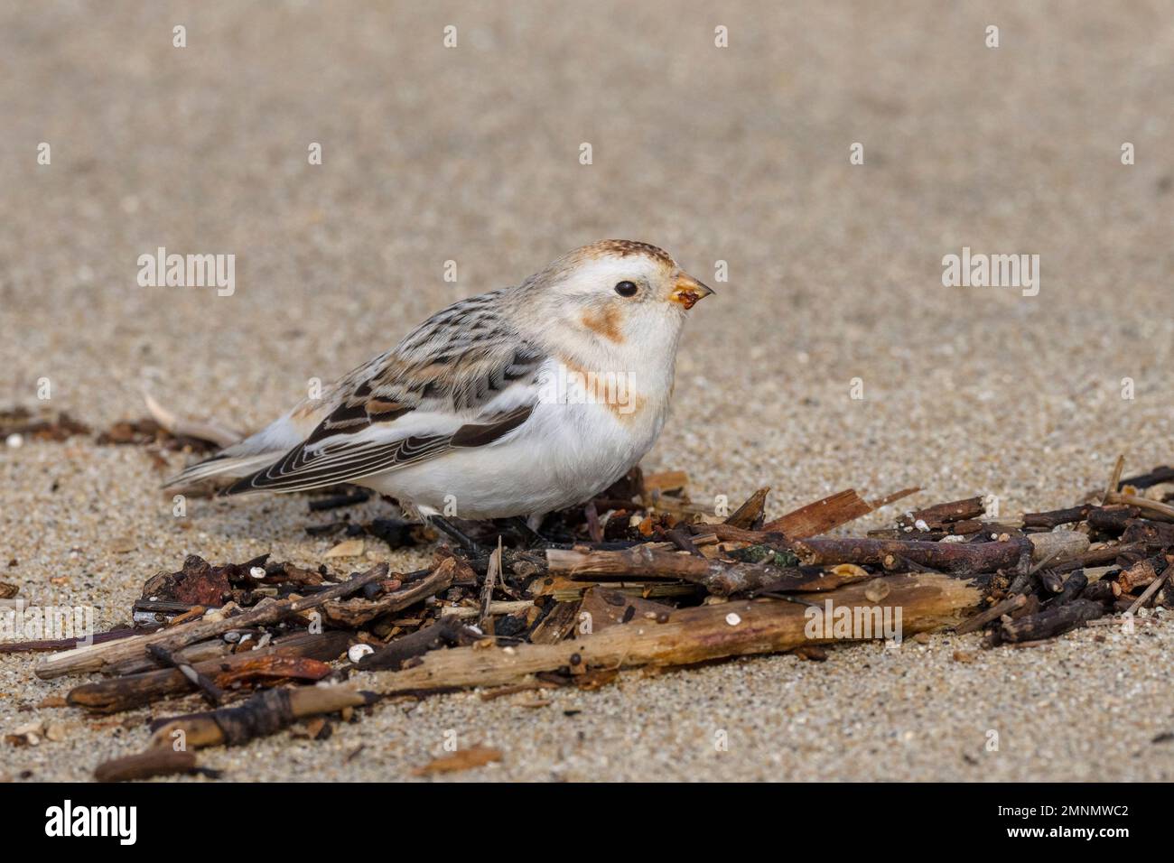 Landstreicher Schneebagung, San Mateo County, Kalifornien, USA Stockfoto