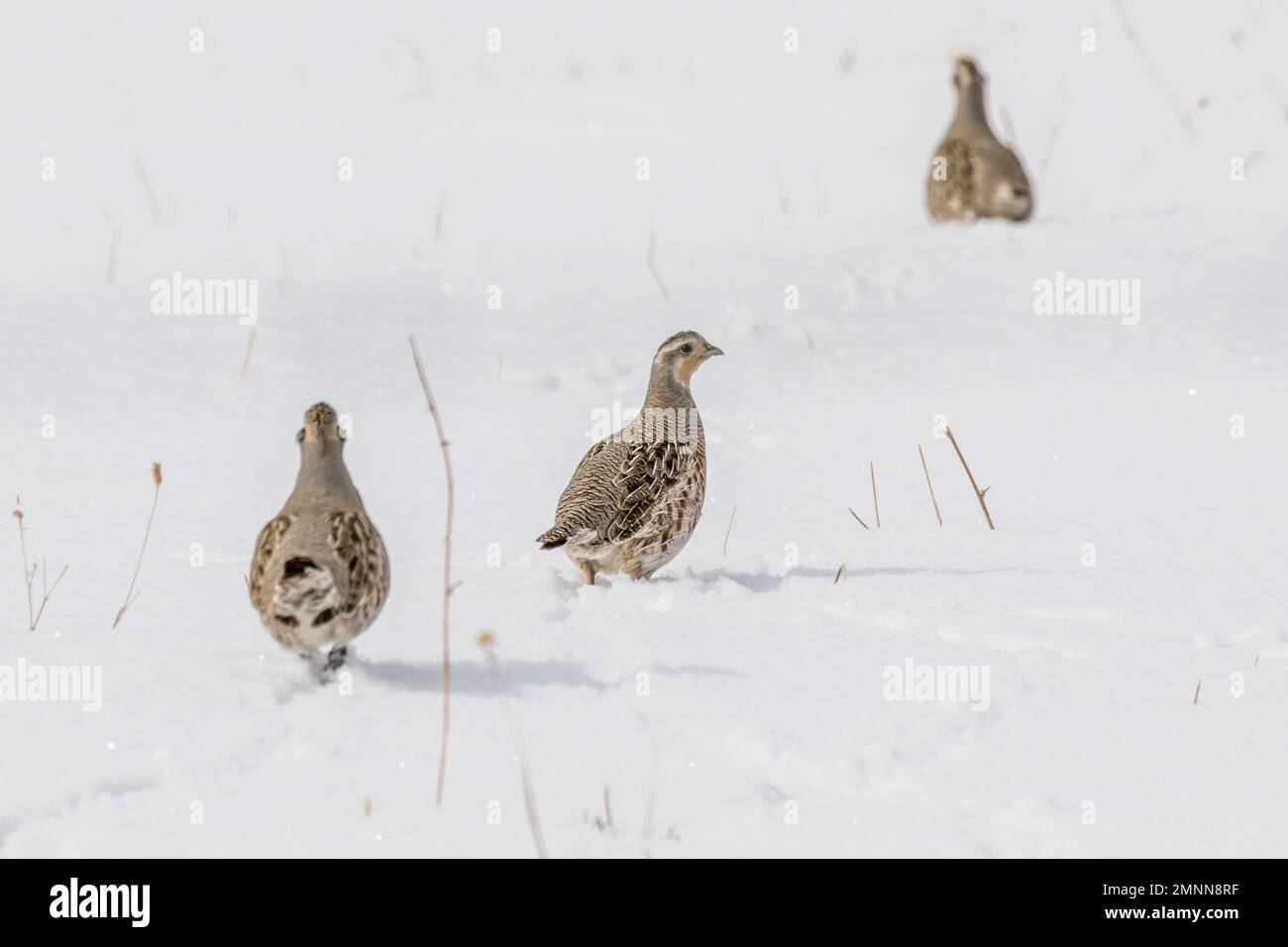 Ungarisches Rebhuhn im Schnee Stockfoto