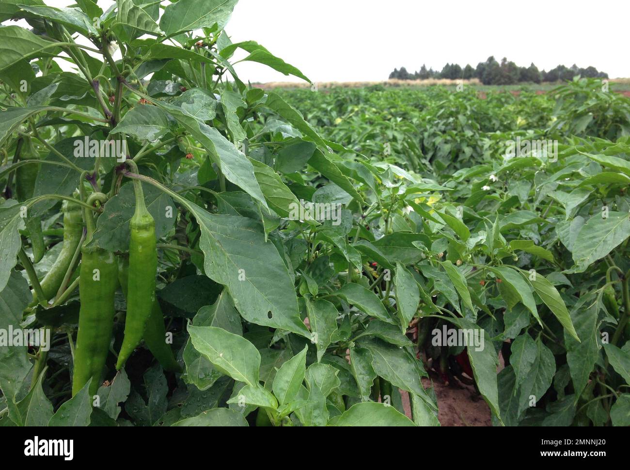 FILE This Aug. 22, 2014 file photo shows a research plot of green