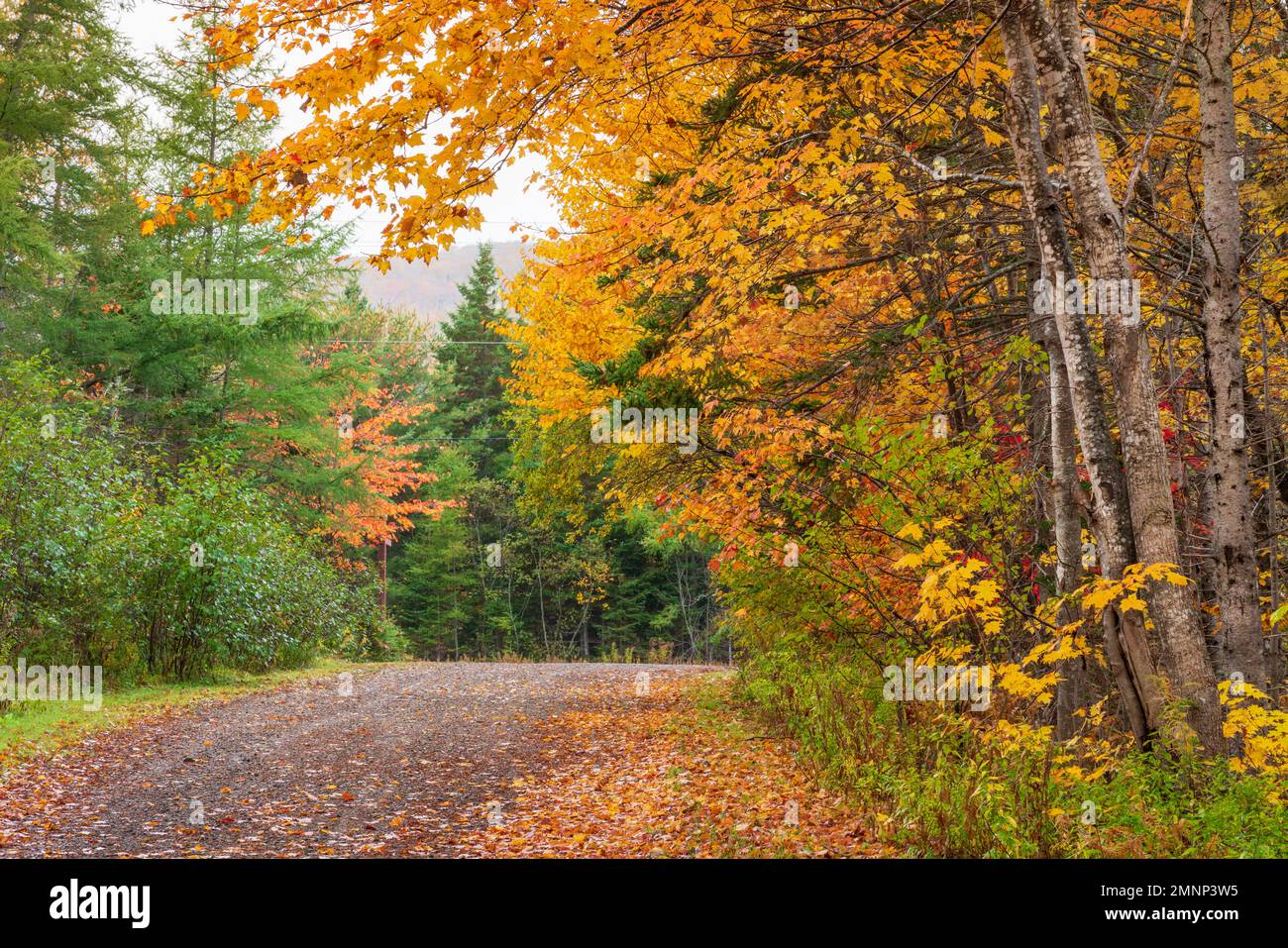 Herbstfarben am Cabot Trail, Cape Brreton Island, Nova Scotia, Kanada. Stockfoto