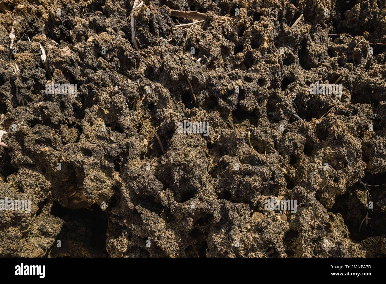 Raue braune Korallenfelsstruktur, Nahaufnahme mit Holzsplittern. Thailand Stockfoto