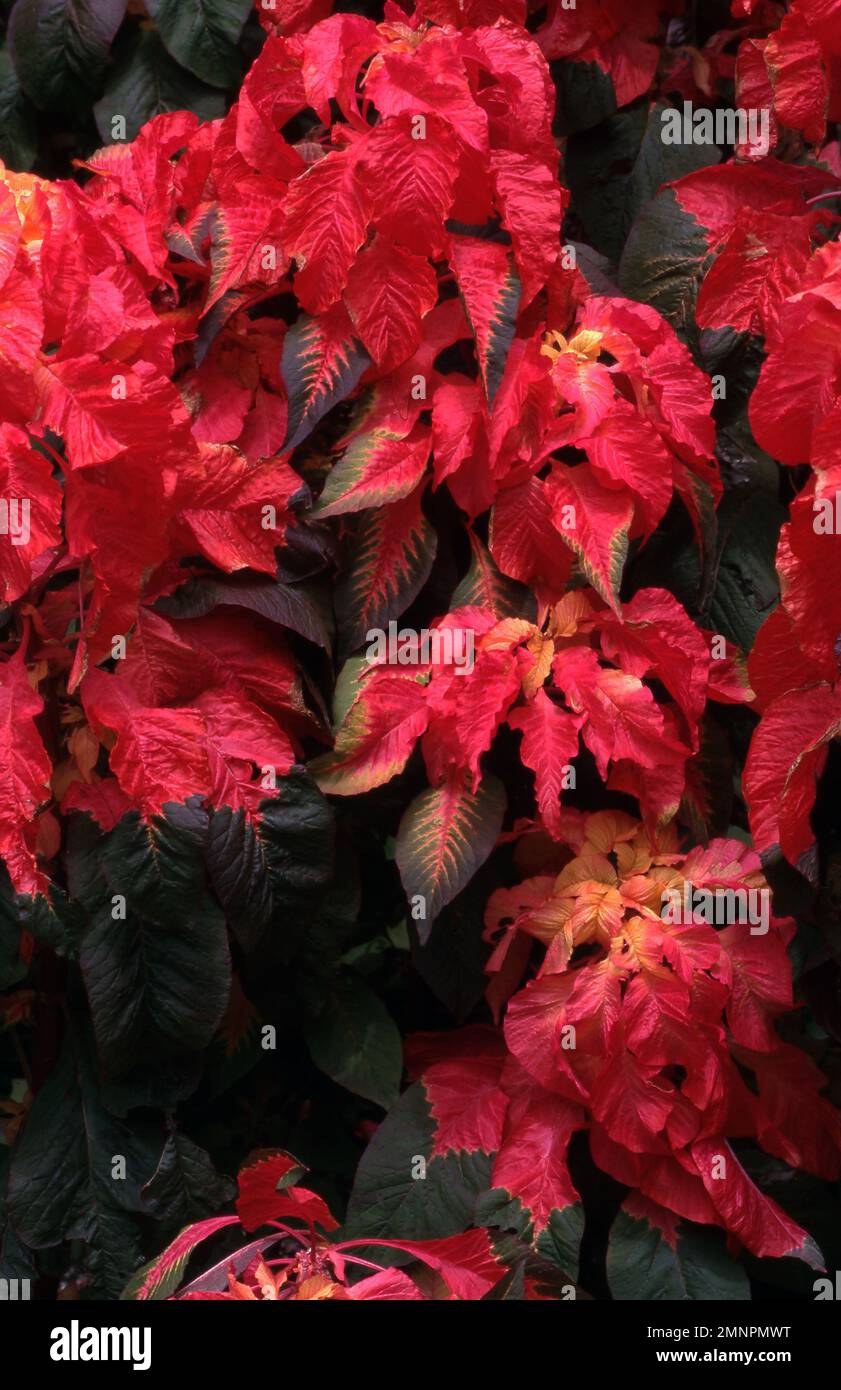 AMARANTHUS TRICOLOR Stockfoto