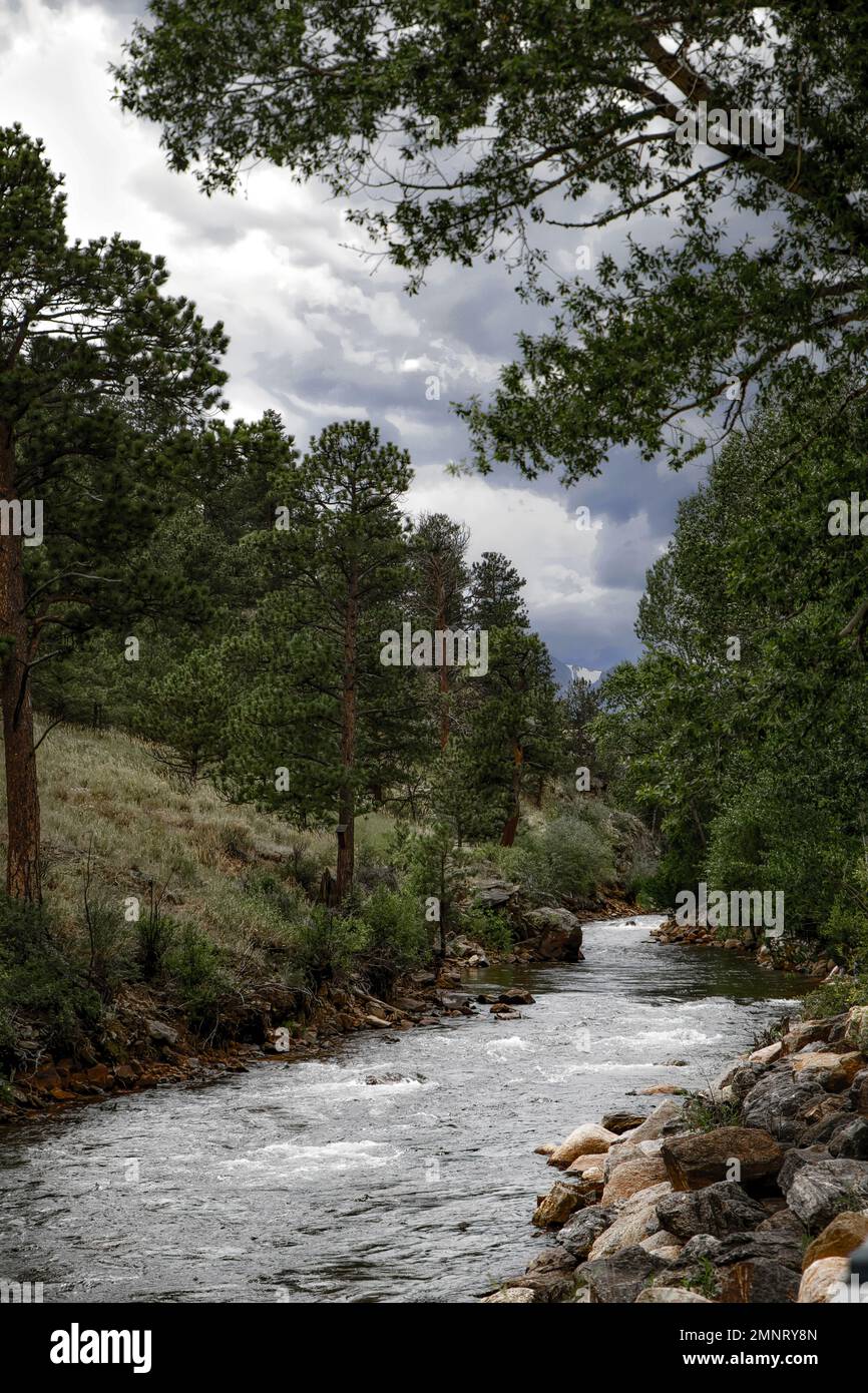 Ein gewundener Bach zwischen hoch aufragenden grünen Bäumen unter Sturmwolken durch eine Sommerwaldlandschaft Stockfoto