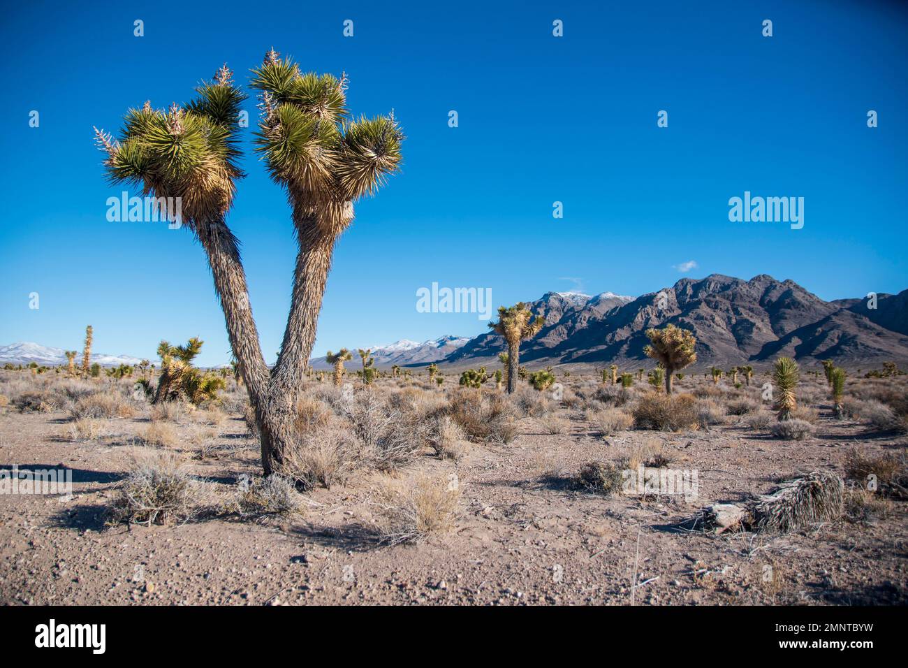 Teile von Nevada, wie dieser Abschnitt von Nye County, sind mit Joshua-Bäumen bewohnt, die in der Mojave-Wüste endemisch sind. Stockfoto