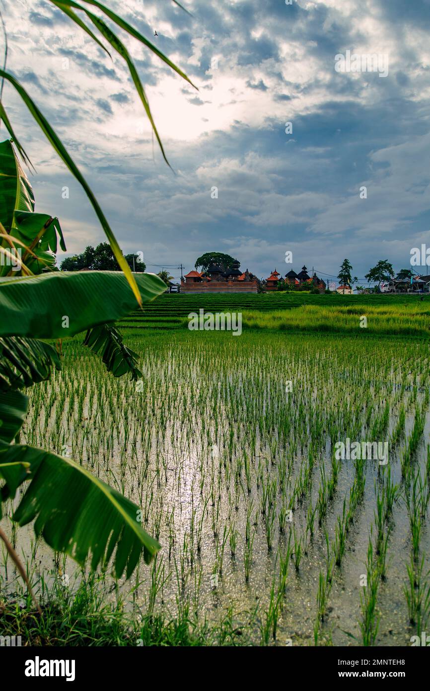 Reisfelder in Bali, Indonesien. Grünes Gras Stockfoto