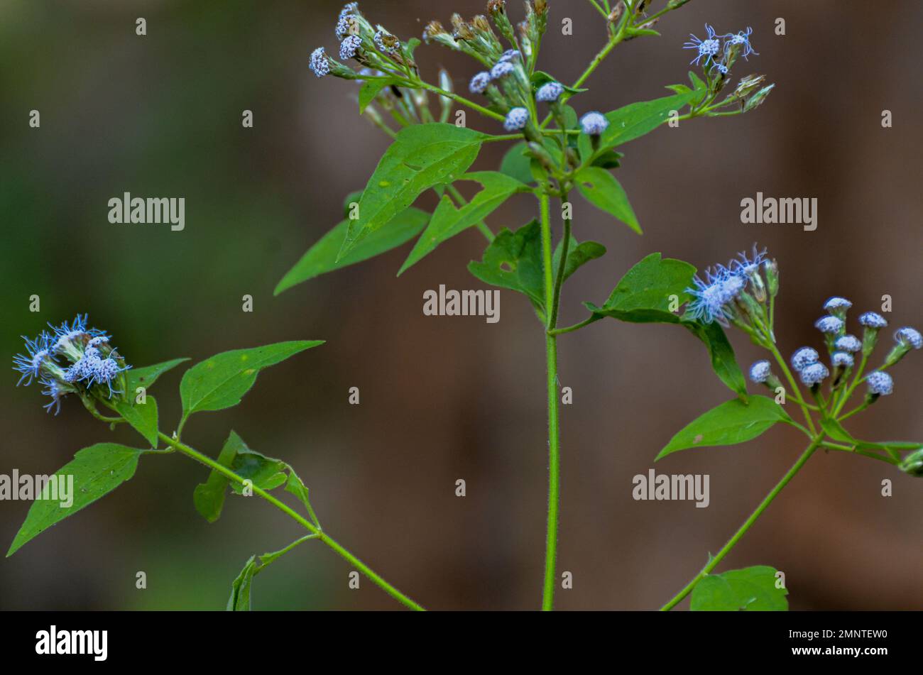 Wildblumen — Ageratum conyzoides (Billyziegenkraut, Kükenkraut, Ziegenkraut, Weißkraut, Mentrasto) Stockfoto