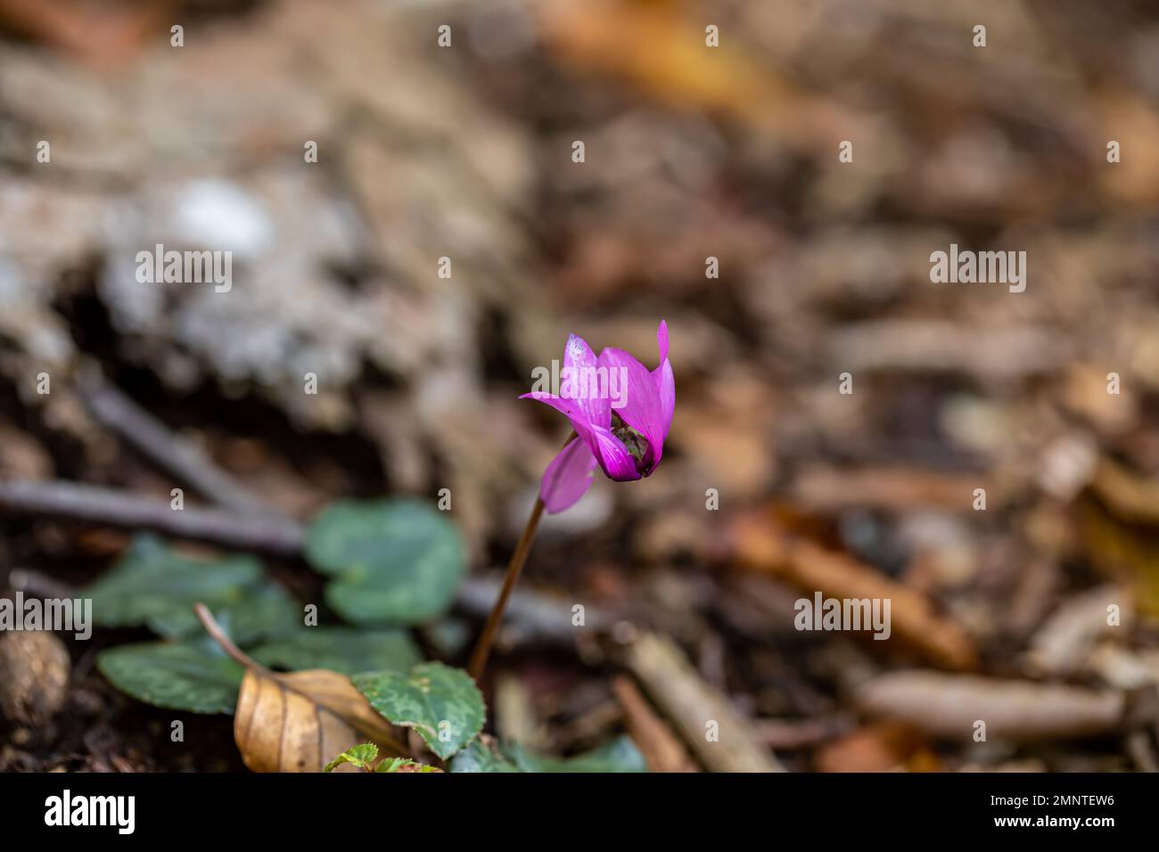 Cyclamen purpurascens Blüten wachsen im Wald, aus der Nähe Stockfoto