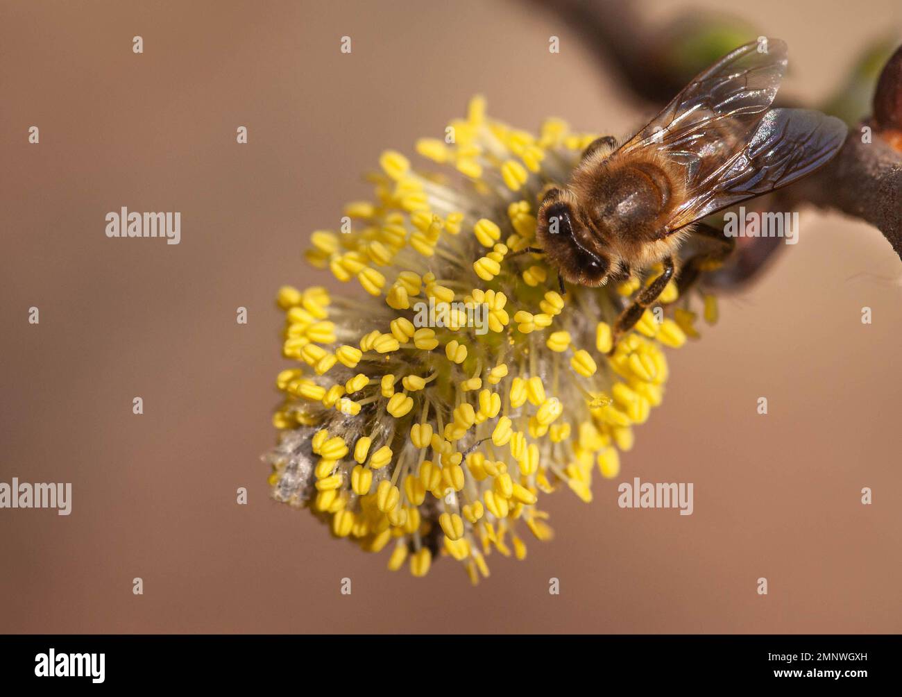 Eine karniolanische Honigbiene auf Katzenfutter, die Pollen sammelt Stockfoto