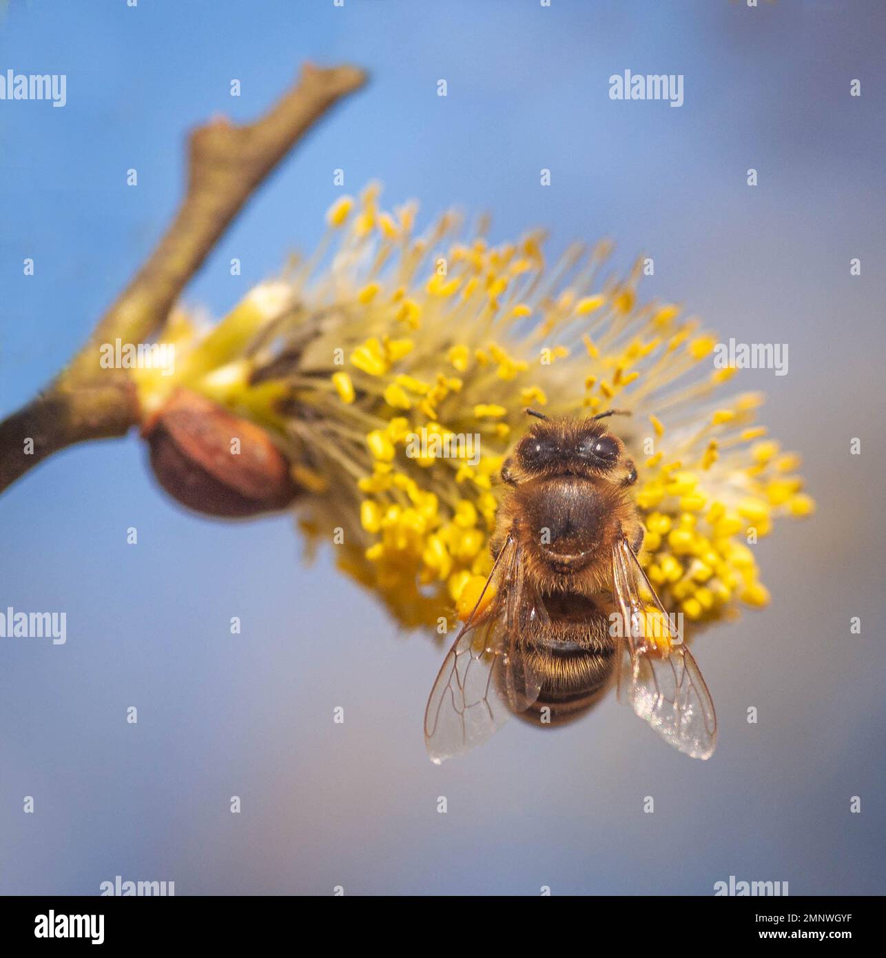 Eine karniolanische Honigbiene auf Katzenfutter, die Pollen sammelt Stockfoto