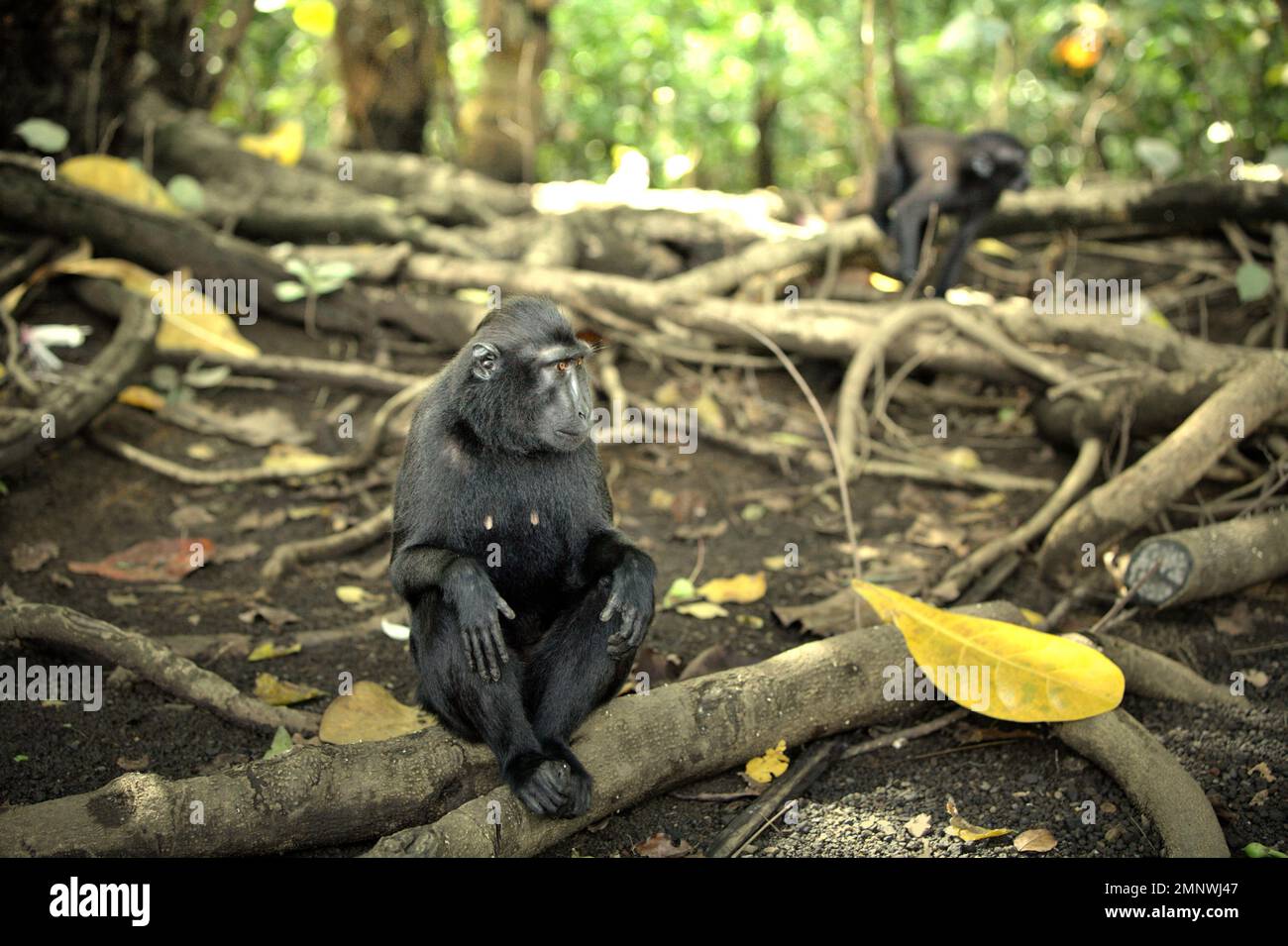 Porträt eines Sulawesi-Schwarzkammmakaken (Macaca nigra), der auf einer Baumwurzel im Tieflandregenwald des Naturschutzgebiets Tangkoko, North Sulawesi, Indonesien, liegt. Macaca nigra gehört laut einem Team von Wissenschaftlern unter der Leitung von Alejandro Estrada (Institut für Biologie, Nationale Autonome Universität von Mexiko) in ihrem 2017 veröffentlichten Aufsatz über ScienceAdvances zu den „relativ kleinen Primaten, die in geschützten Gebieten leben“. Die geschützten Lebensräume gelten jedoch als „klein“ und „erleben derzeit das ganze Jahr über Temperaturen über ihren historischen Schwellenwerten“,... Stockfoto